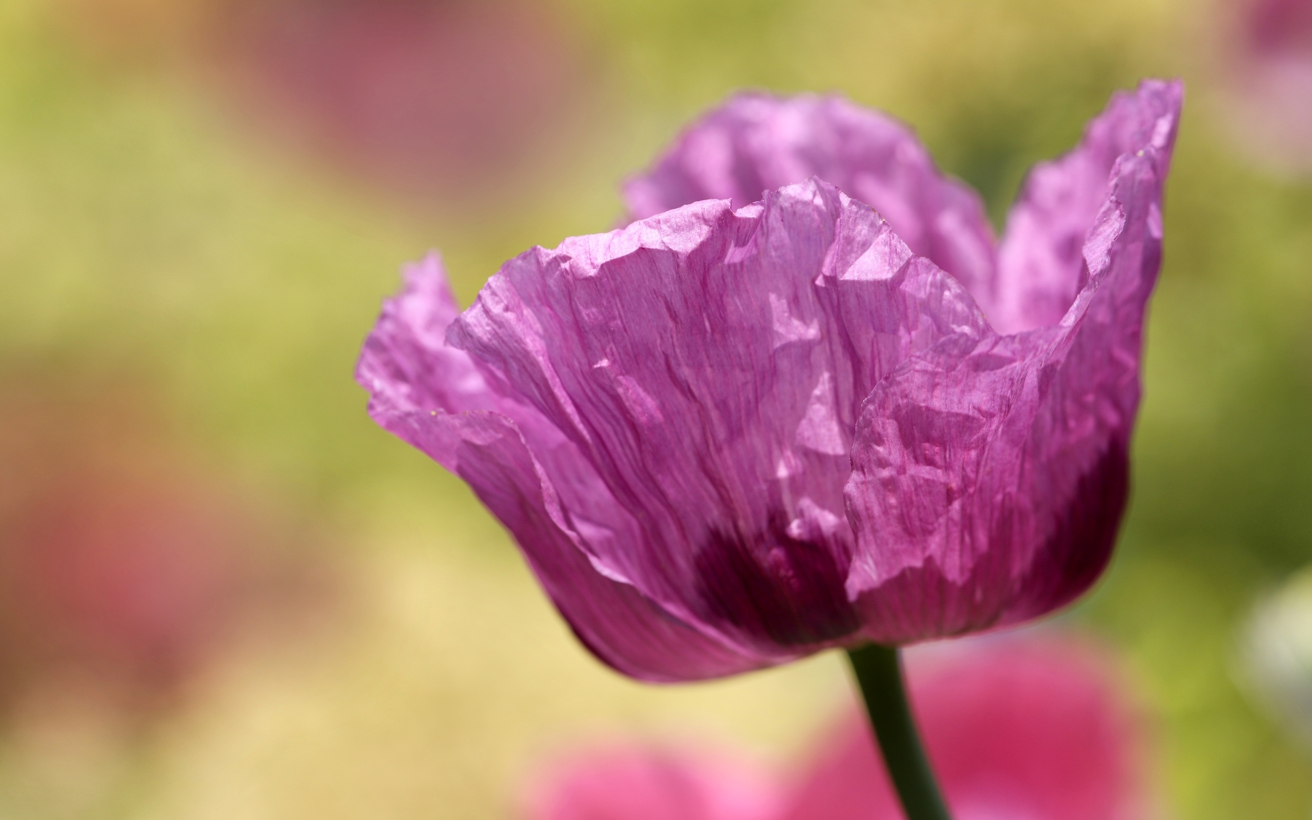 Милый сиреневый полевой мак