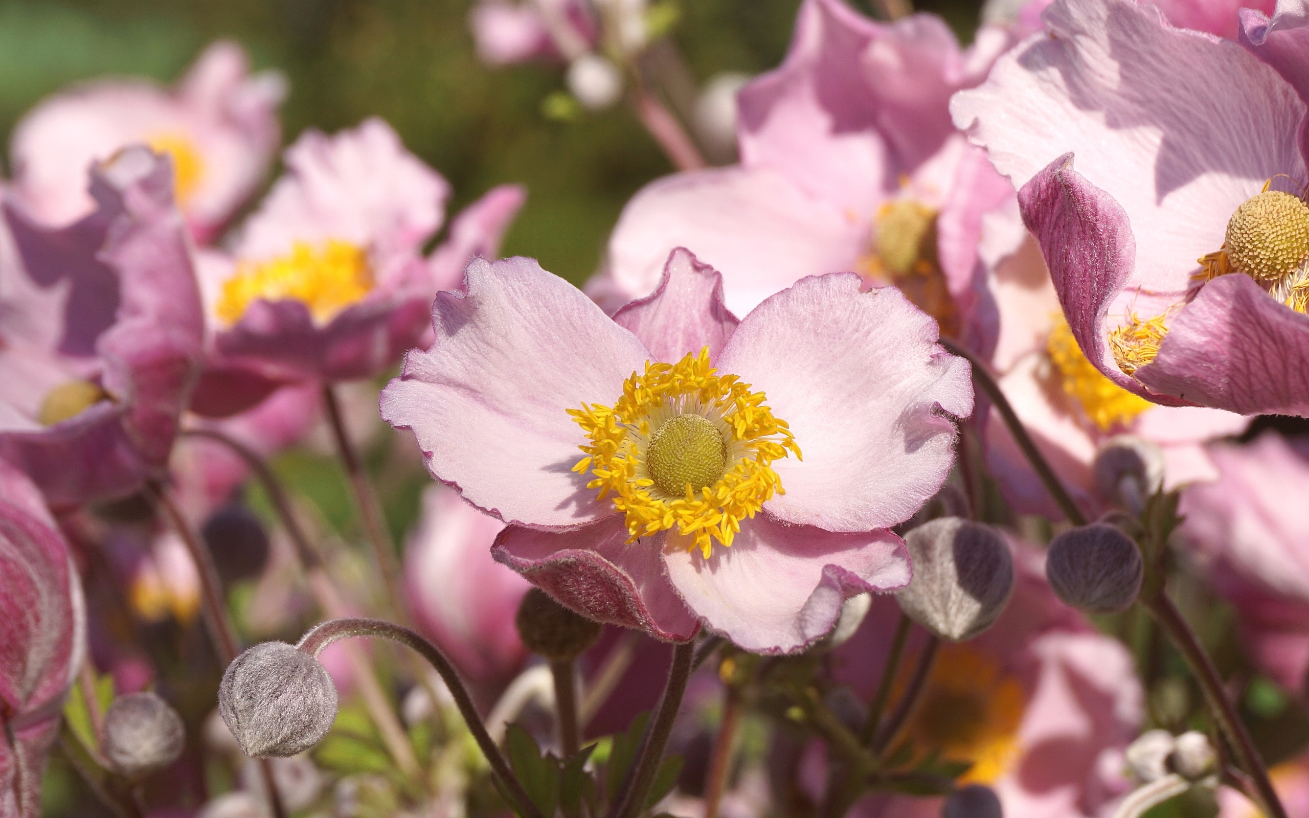 Нежные цветы анемона с бутонами крупным планом