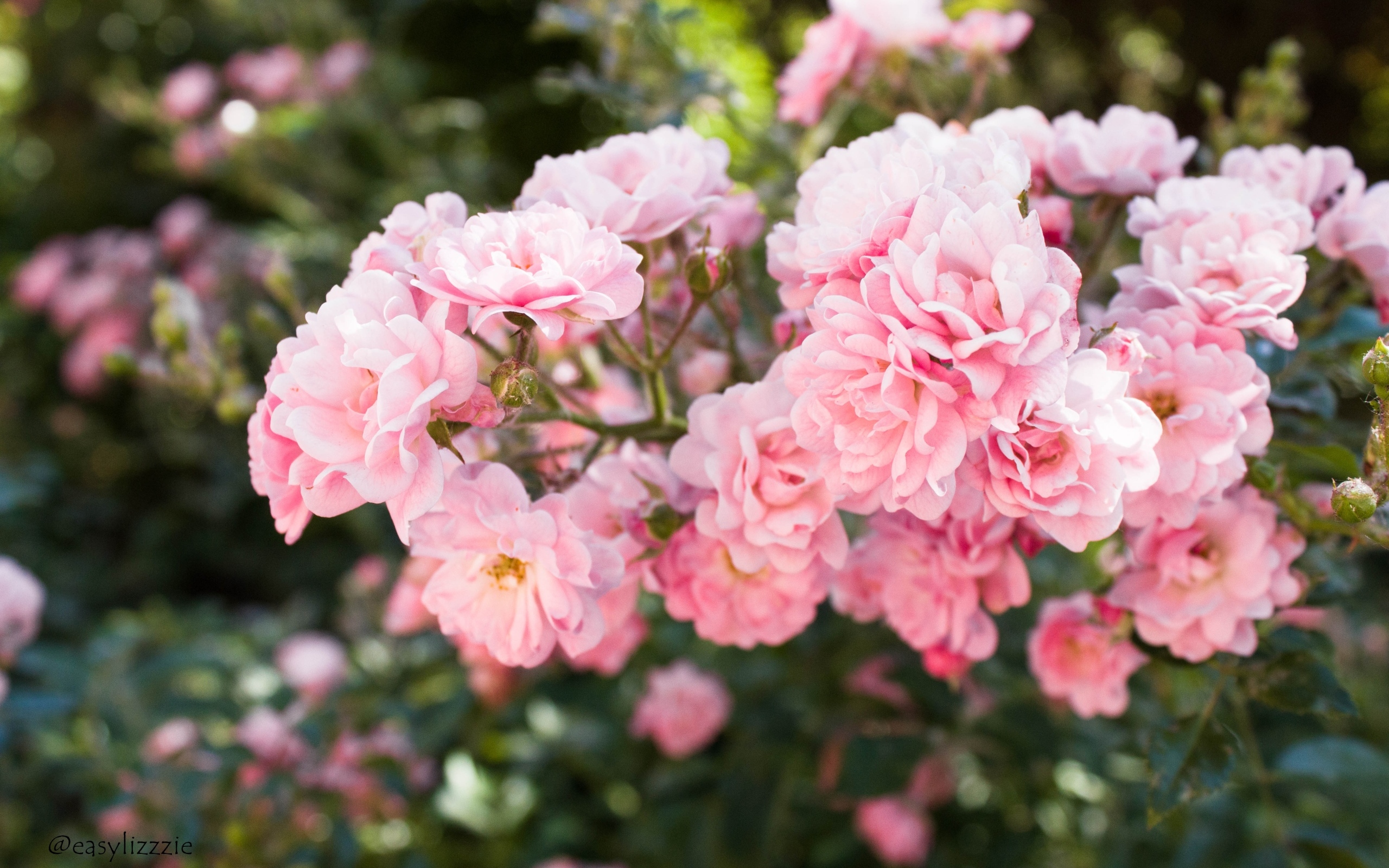 Нежные розовые садовые розы