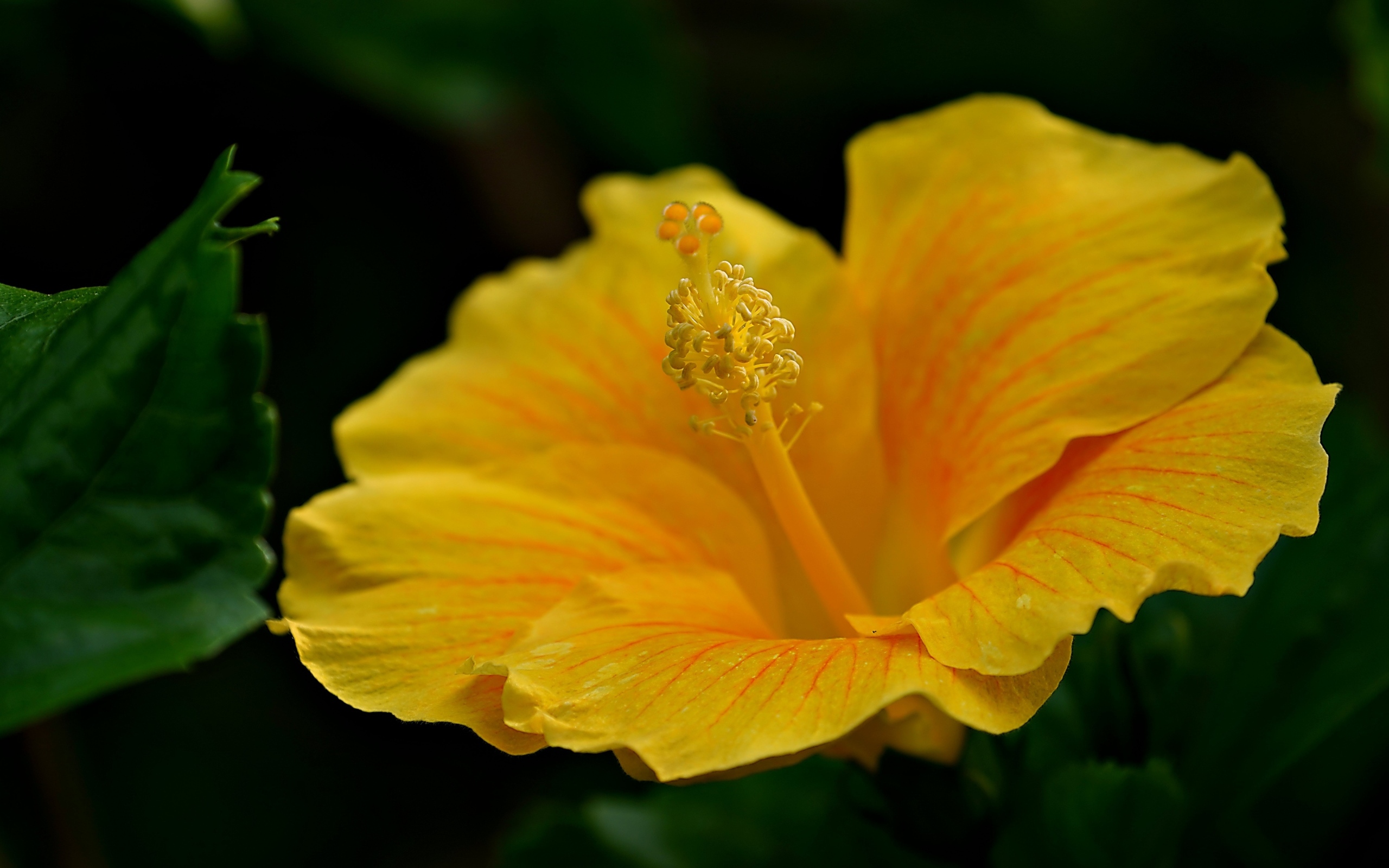 Нежный желтый цветок гибискуса крупным планом