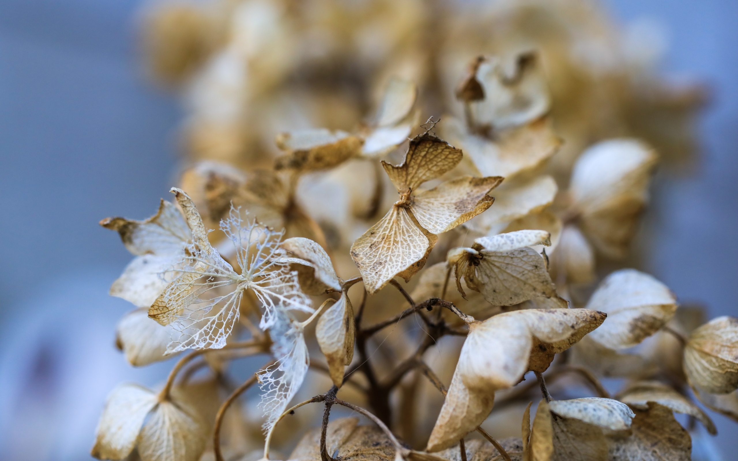 Отцветшие цветы гортензии крупным планом