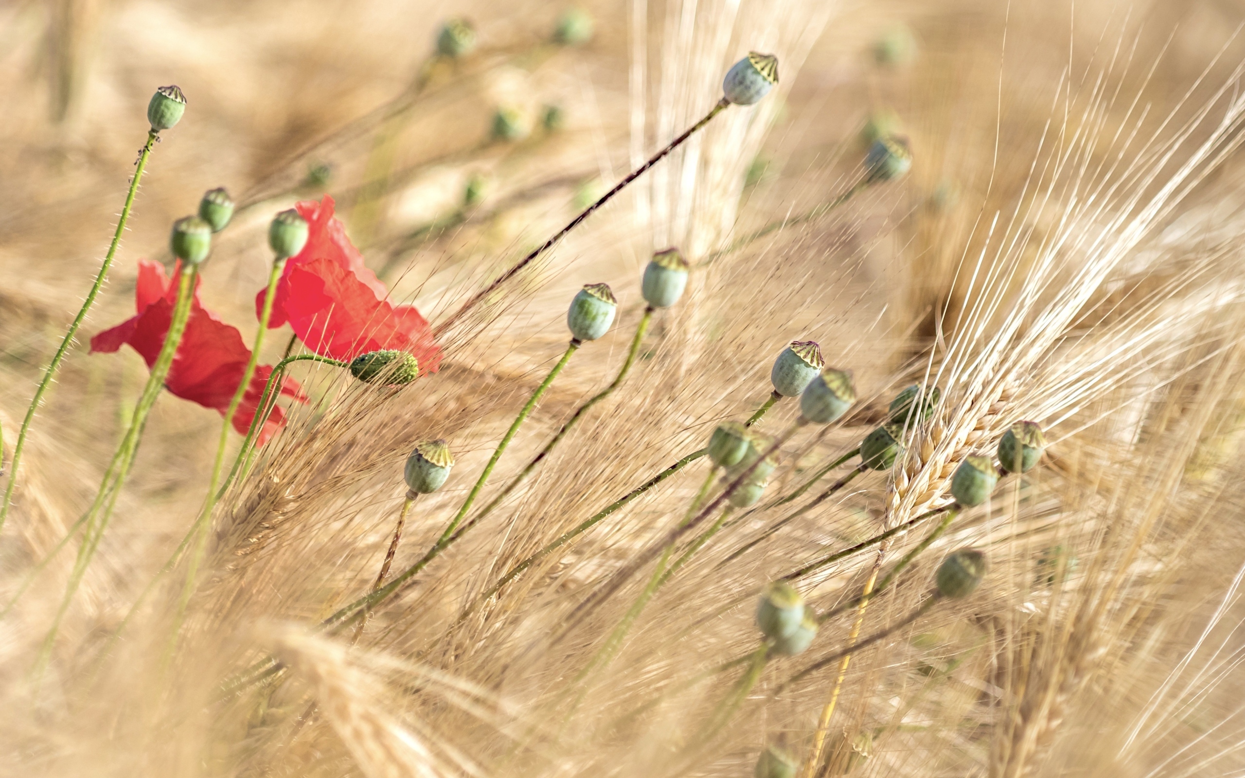 Отцветший  мак в колосьях пшеницы