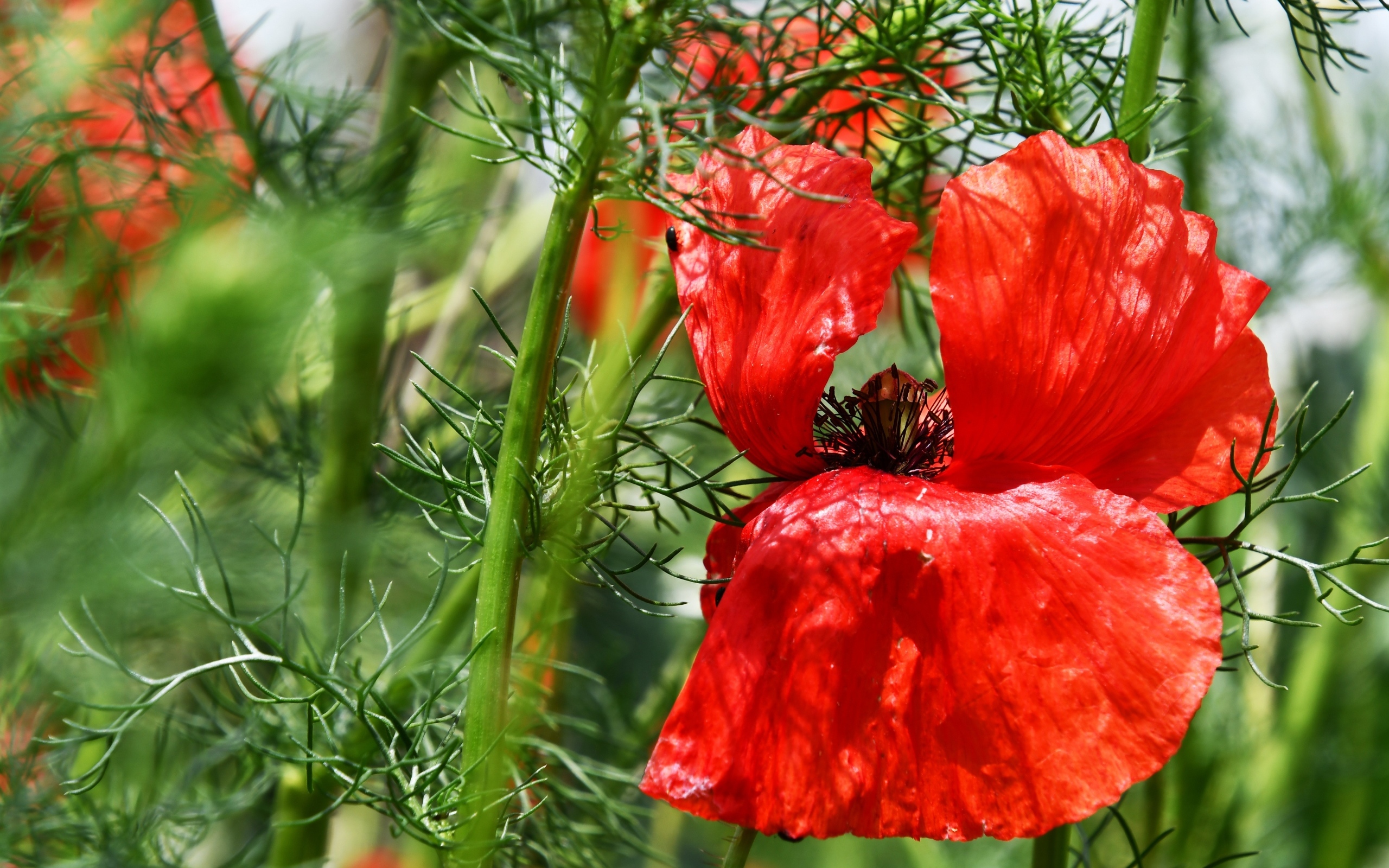 Полевой мак с красными лепестками в зеленых листьях