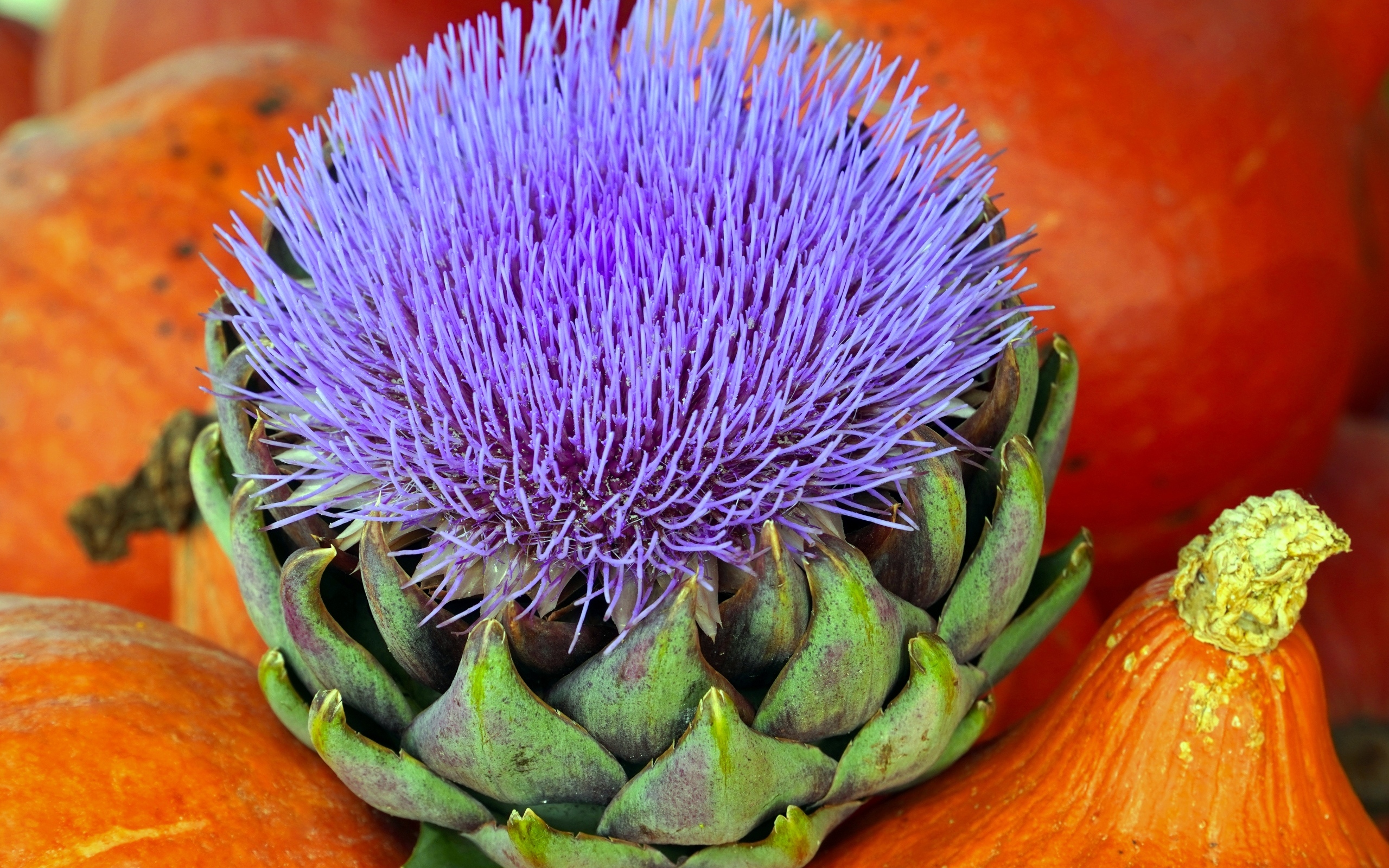 Цветущий артишок и тыква крупным планом