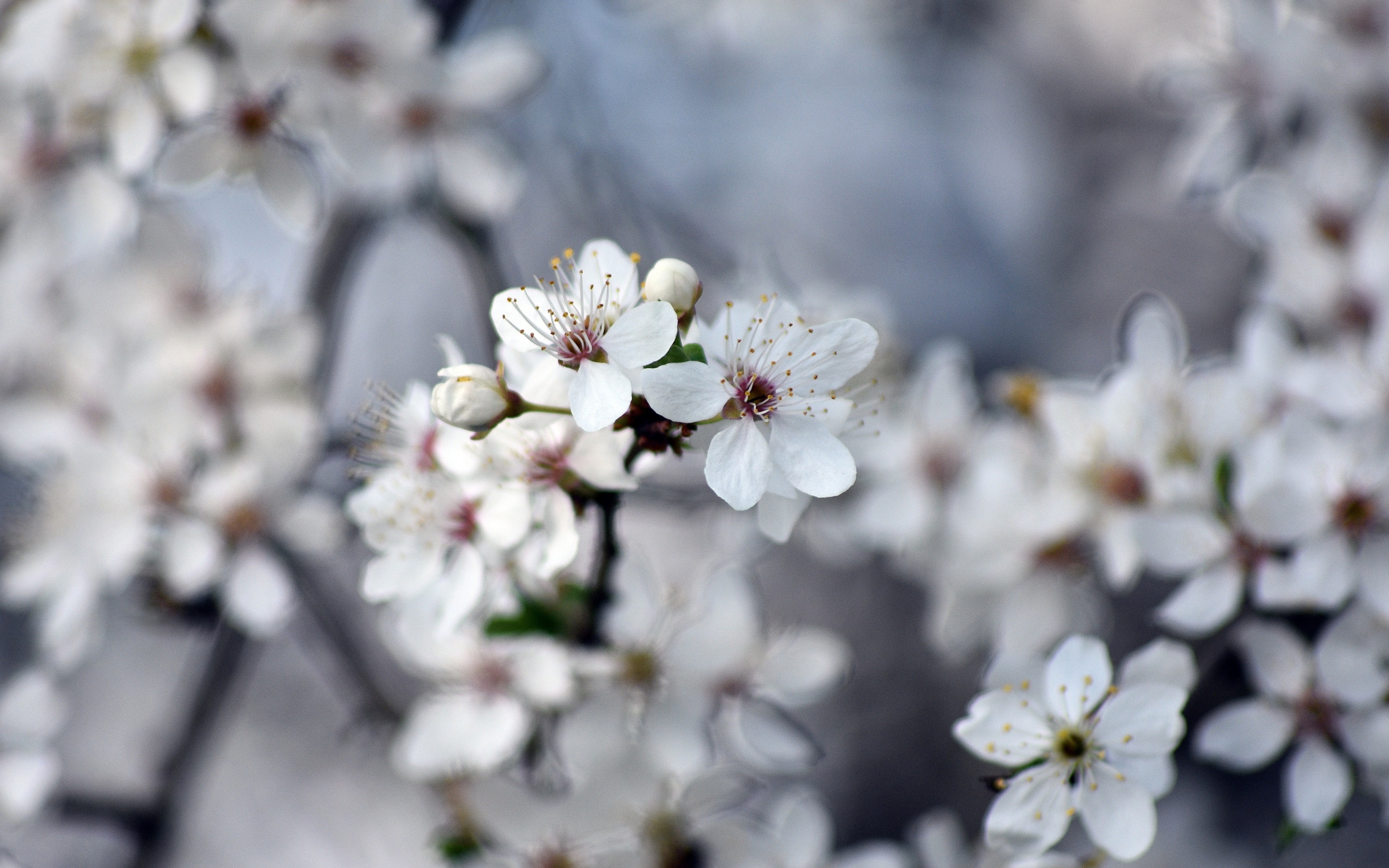 Ароматные цветы вишни на ветках 