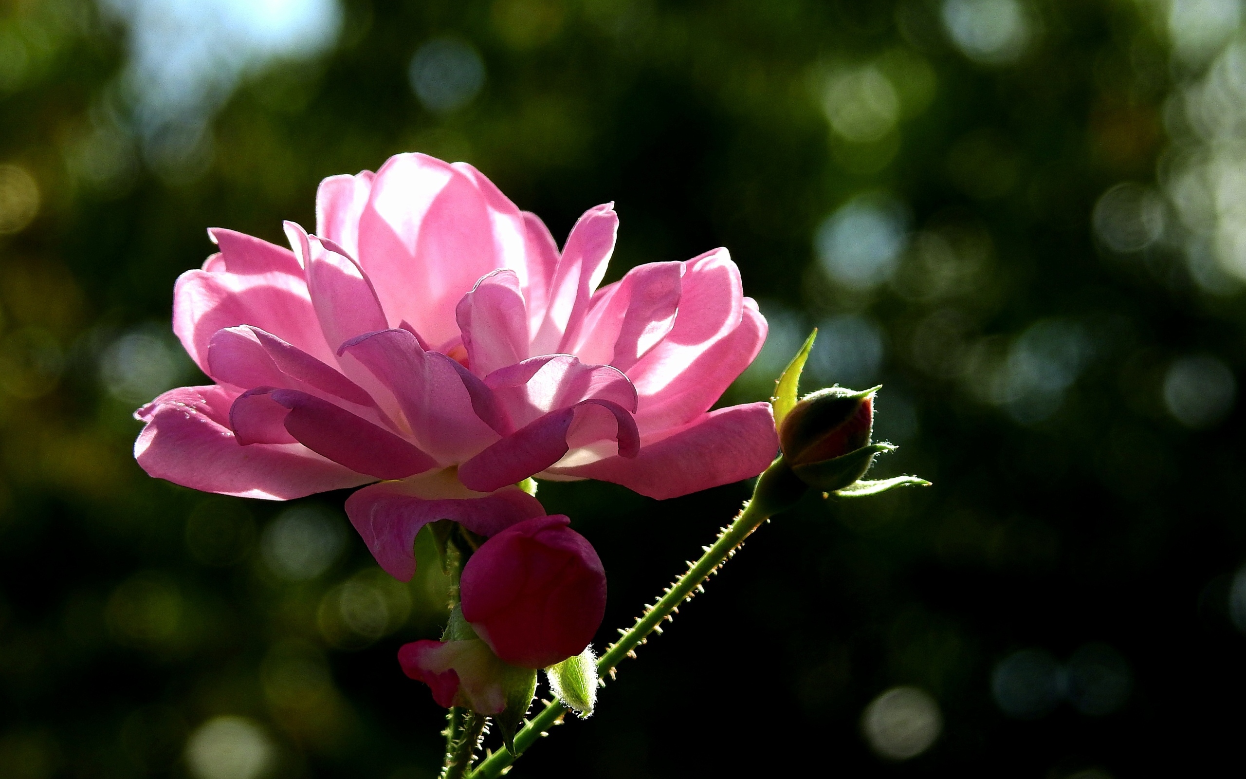 Садовая розовая роза в лучах солнца