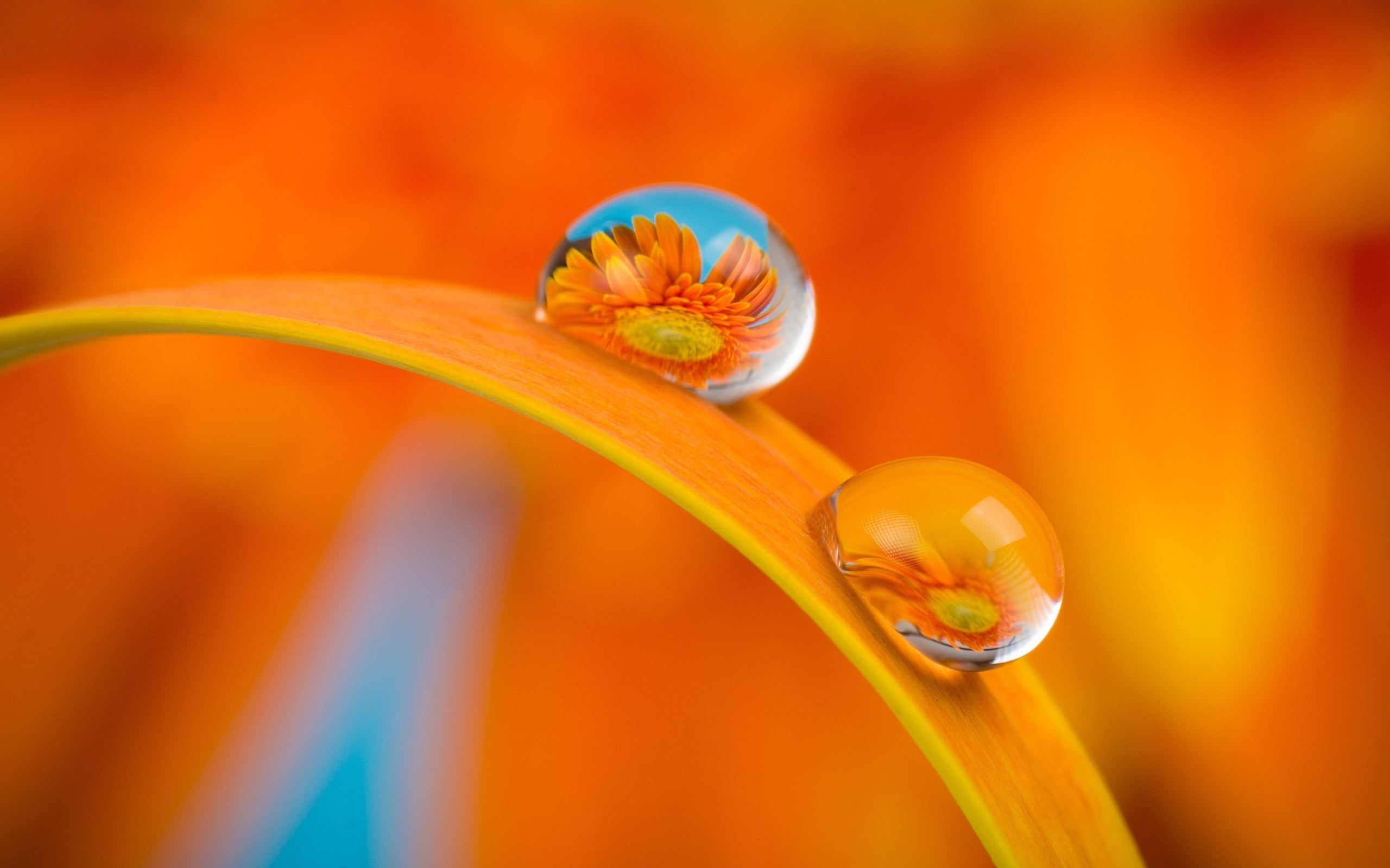 Цветы герберы в каплях роса на листке 