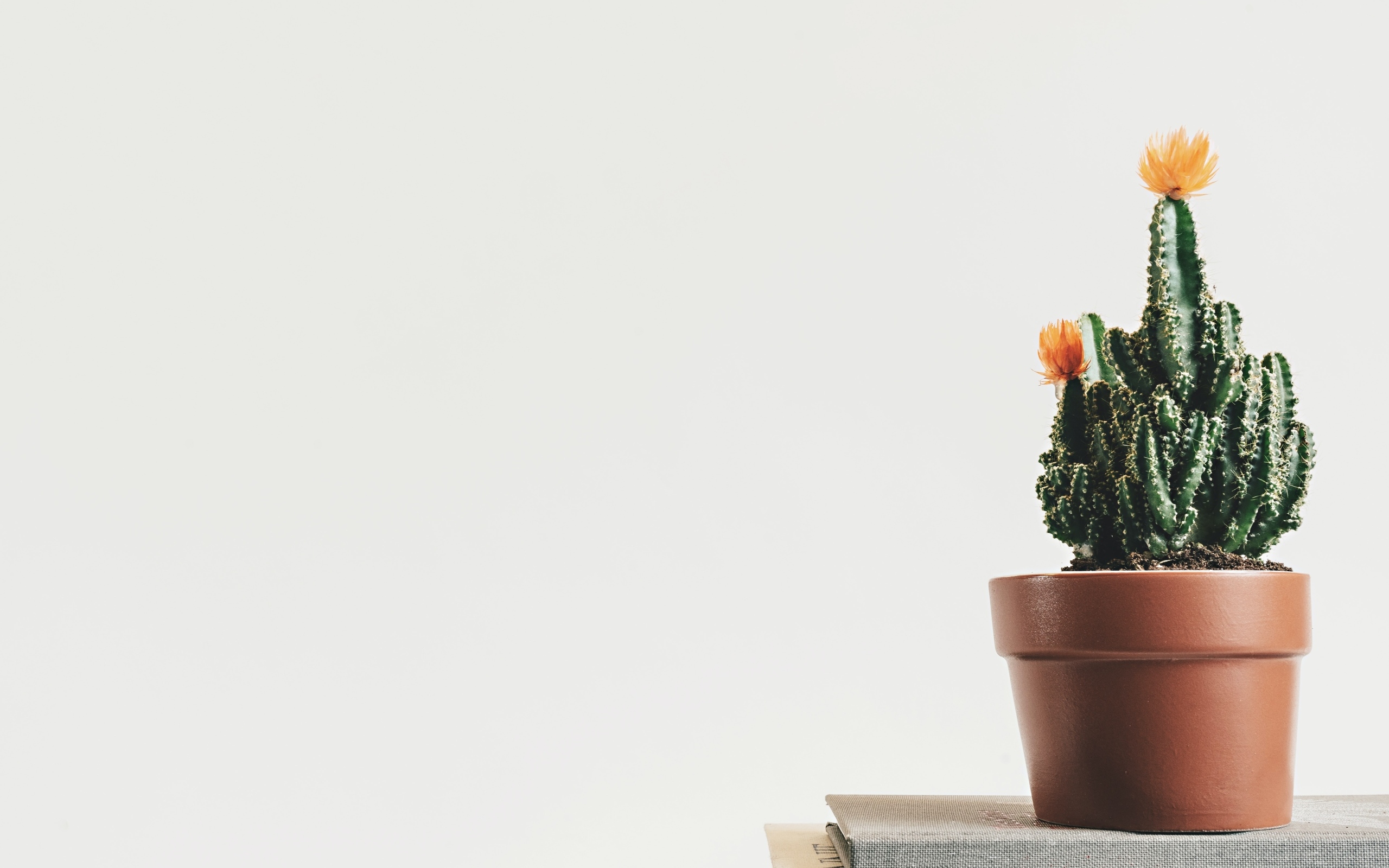 Зеленый цветущий кактус в горшке