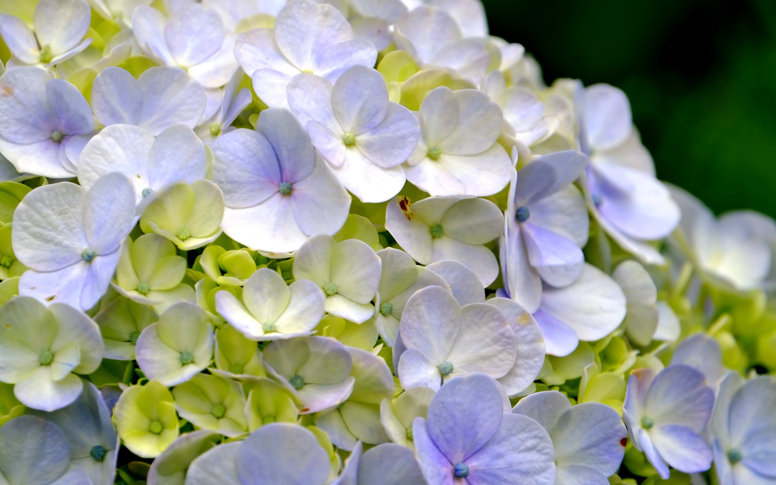 Цветы гортензии крупным планом
