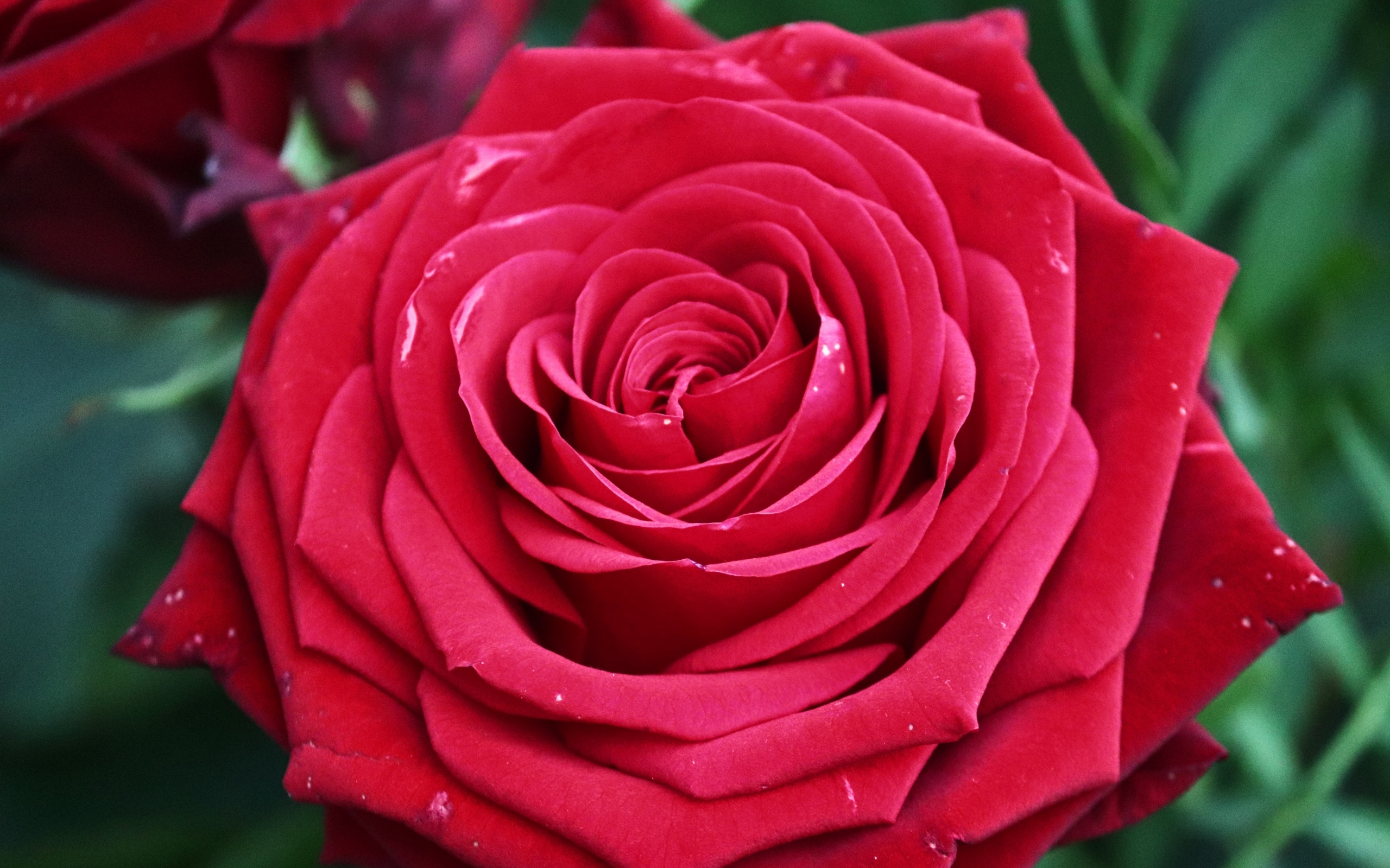 Крупная ароматная красная роза