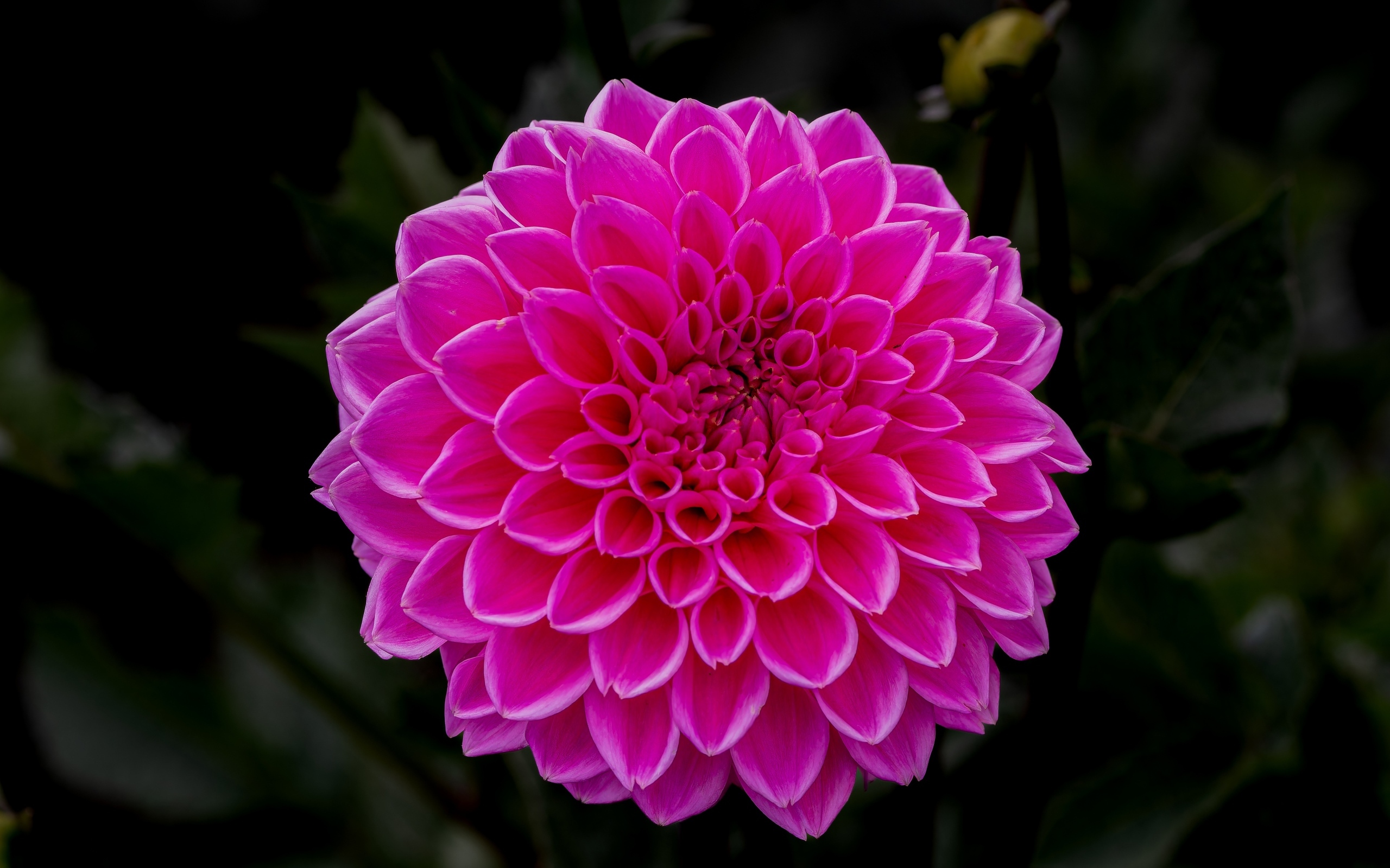 Большая пышная розовая георгина