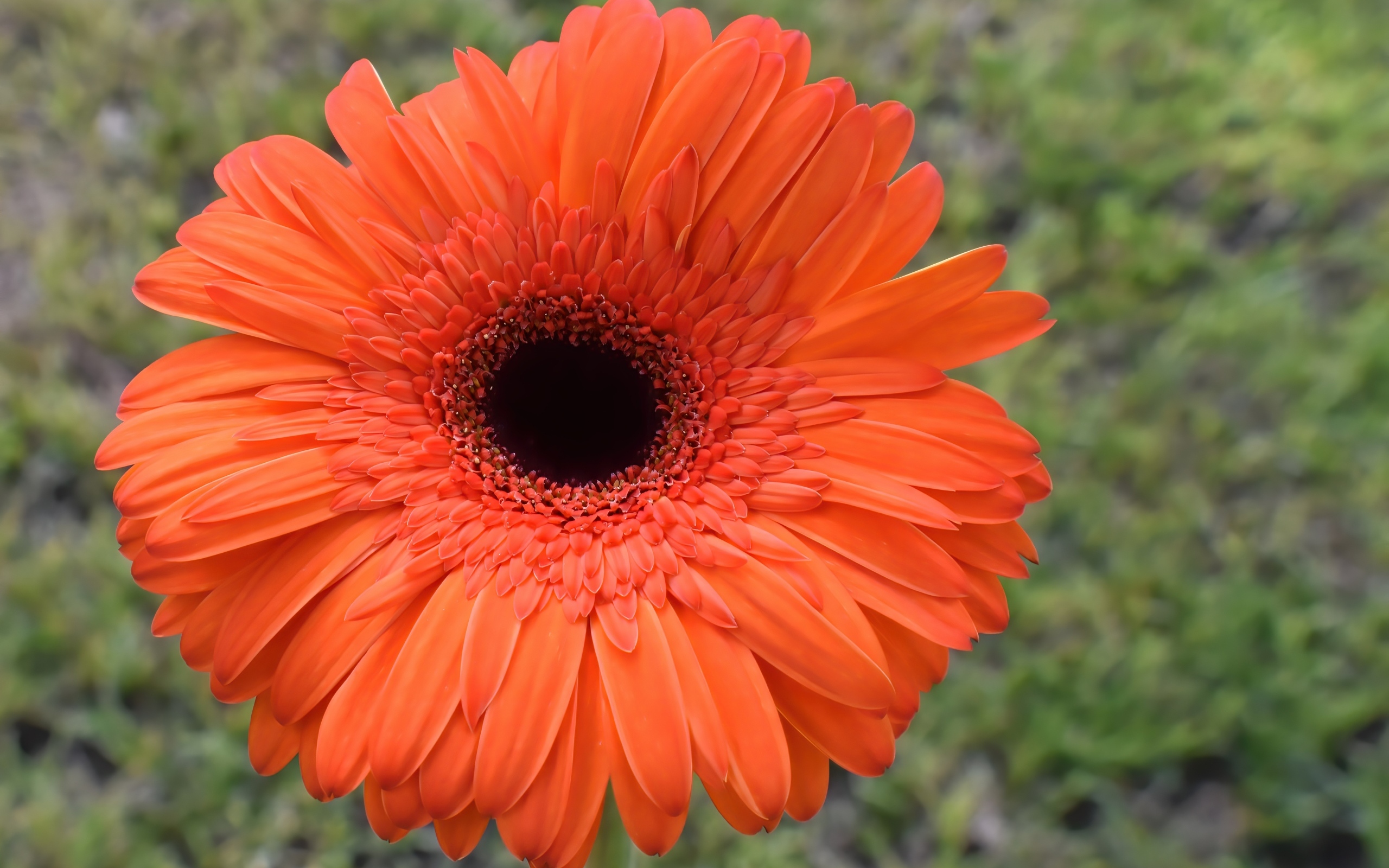 Крупный цветок оранжевой герберы