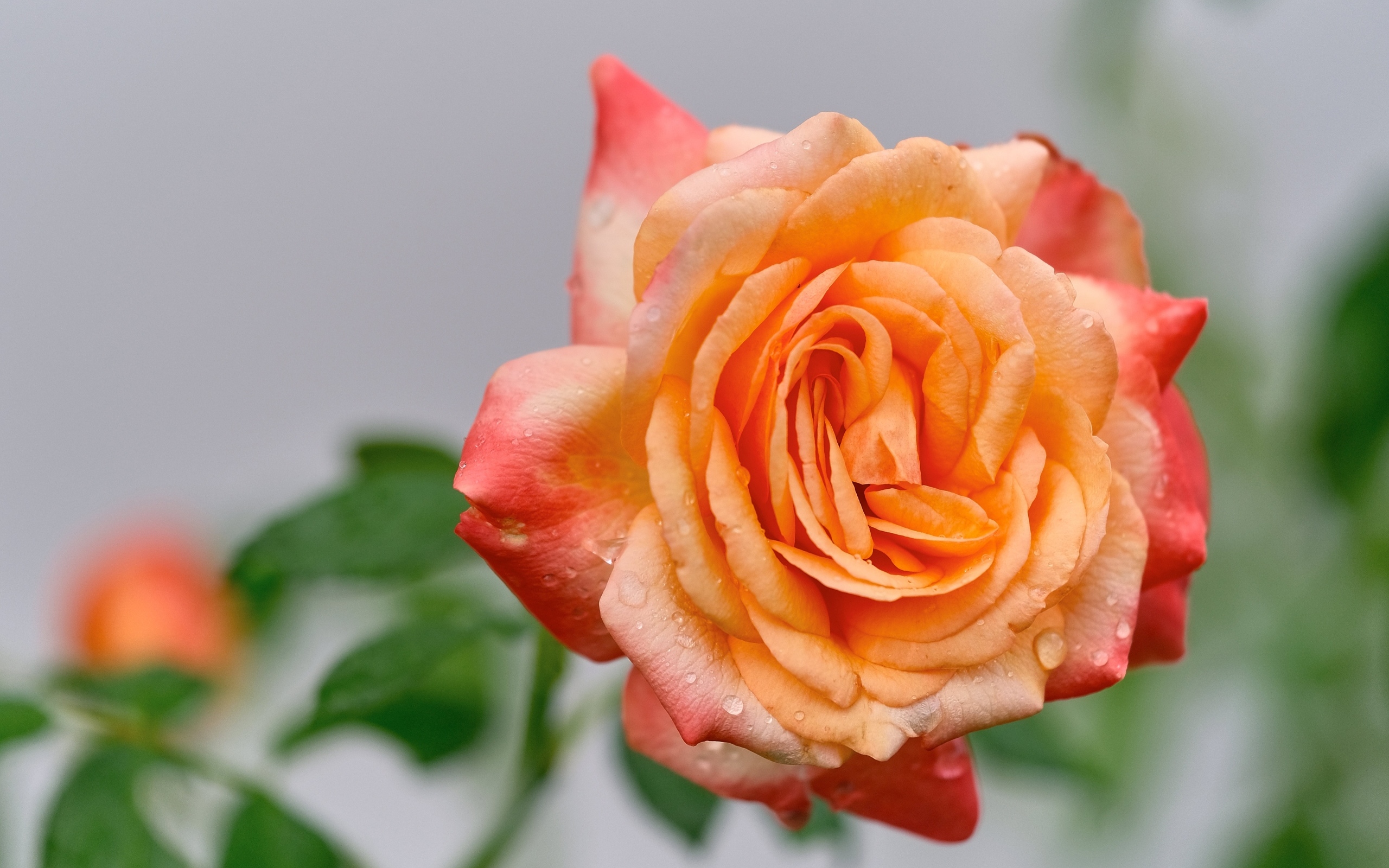 Крупная оранжевая роза в каплях росы