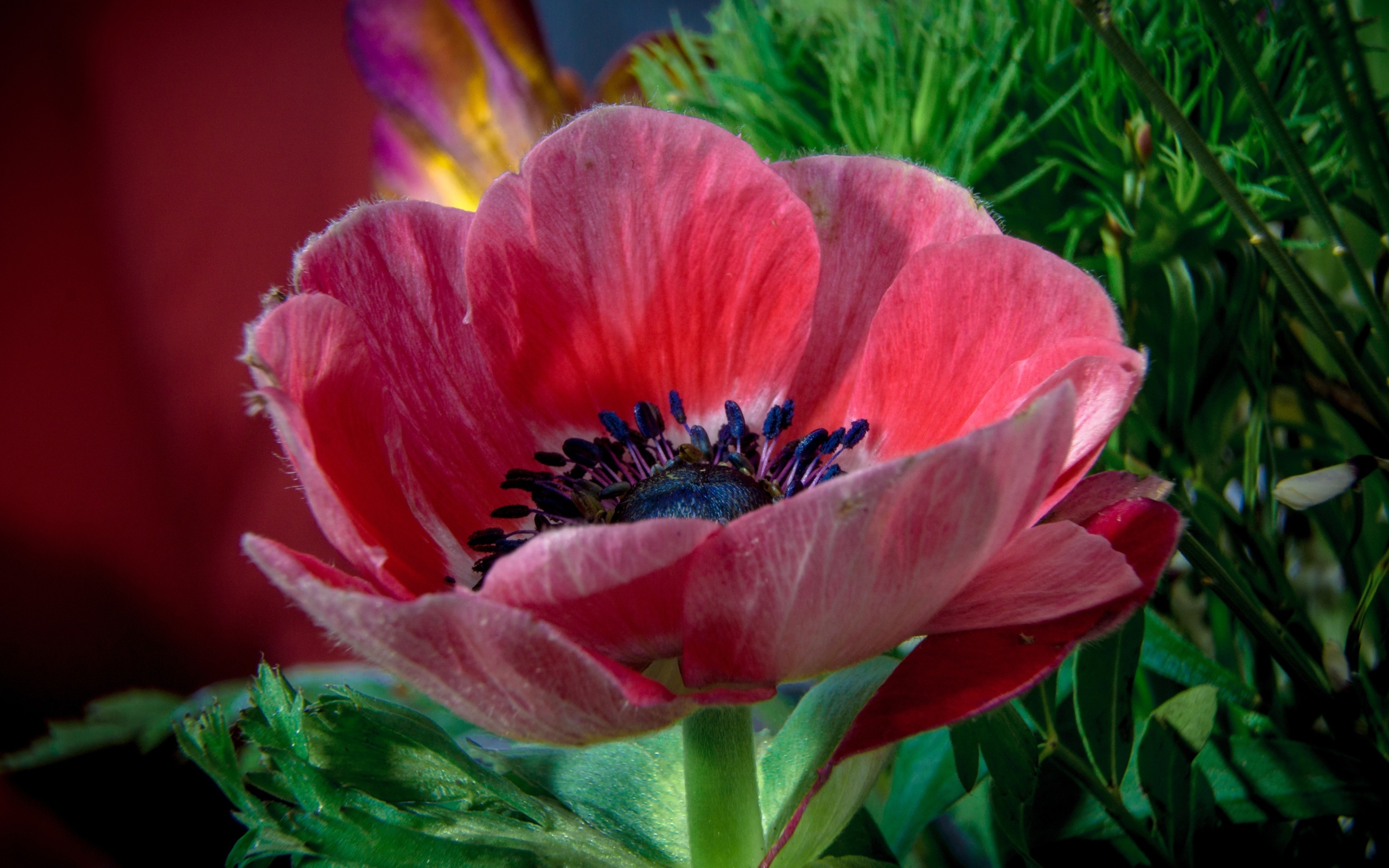 Крупный розовый цветок садового мака