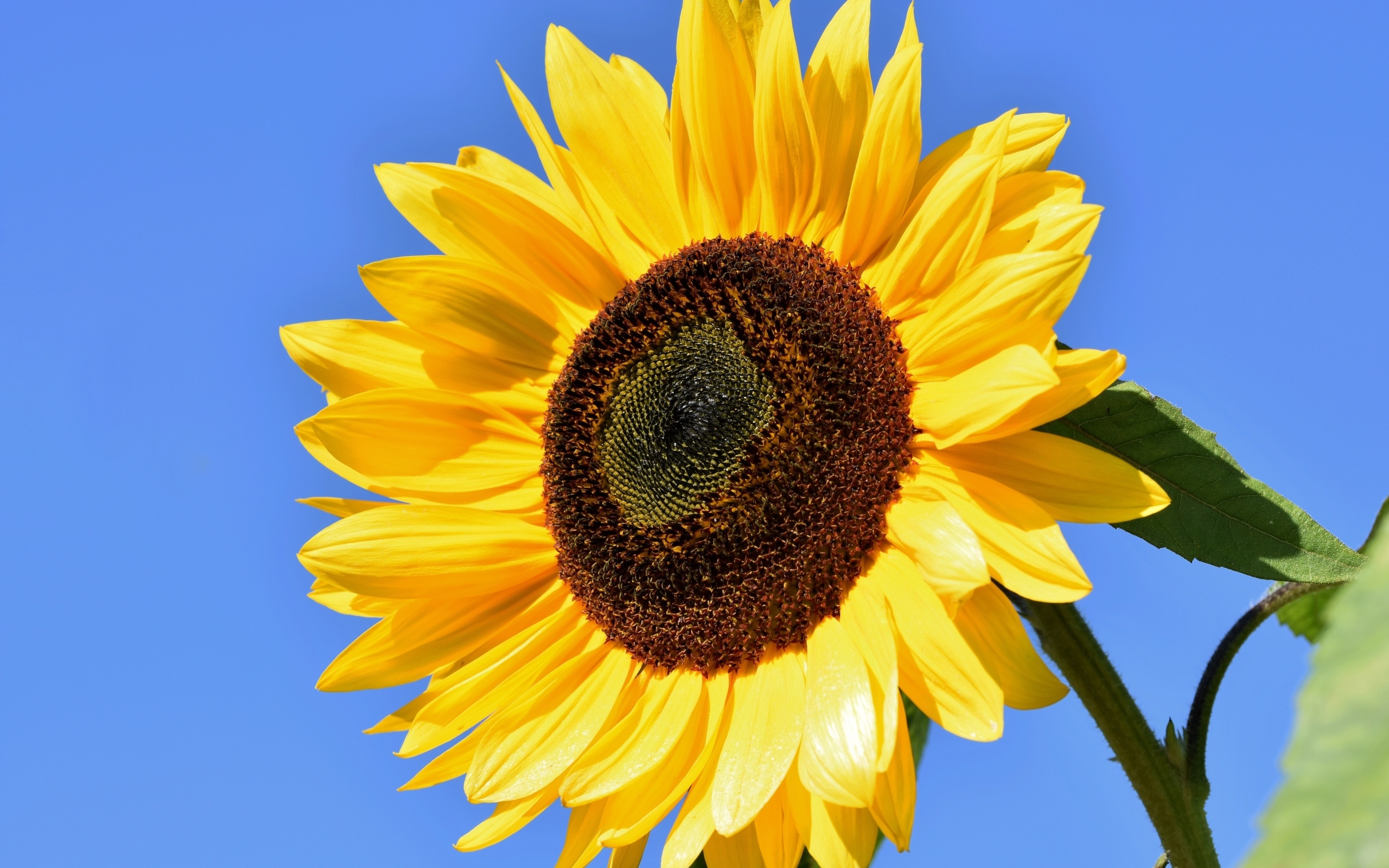 Большой цветок желтого подсолнуха на голубом фоне