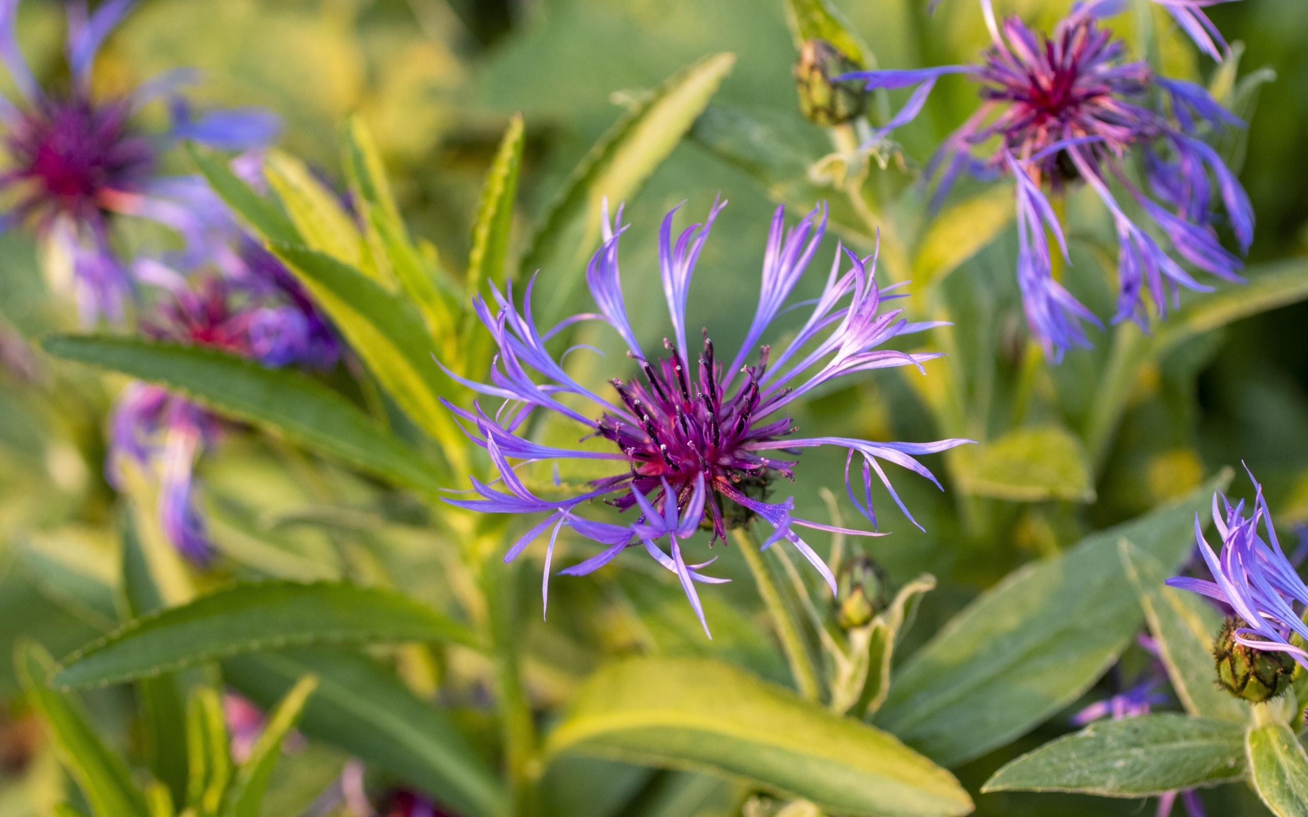 Сиреневые полевые цветы в лучах солнца