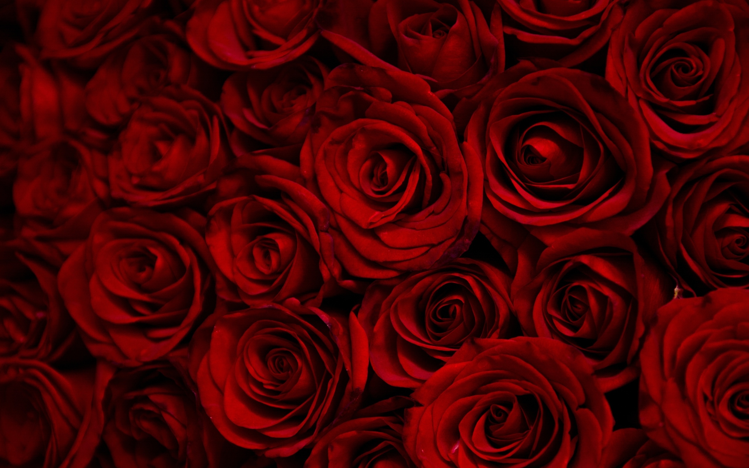 Много больших бордовых роз крупным планом