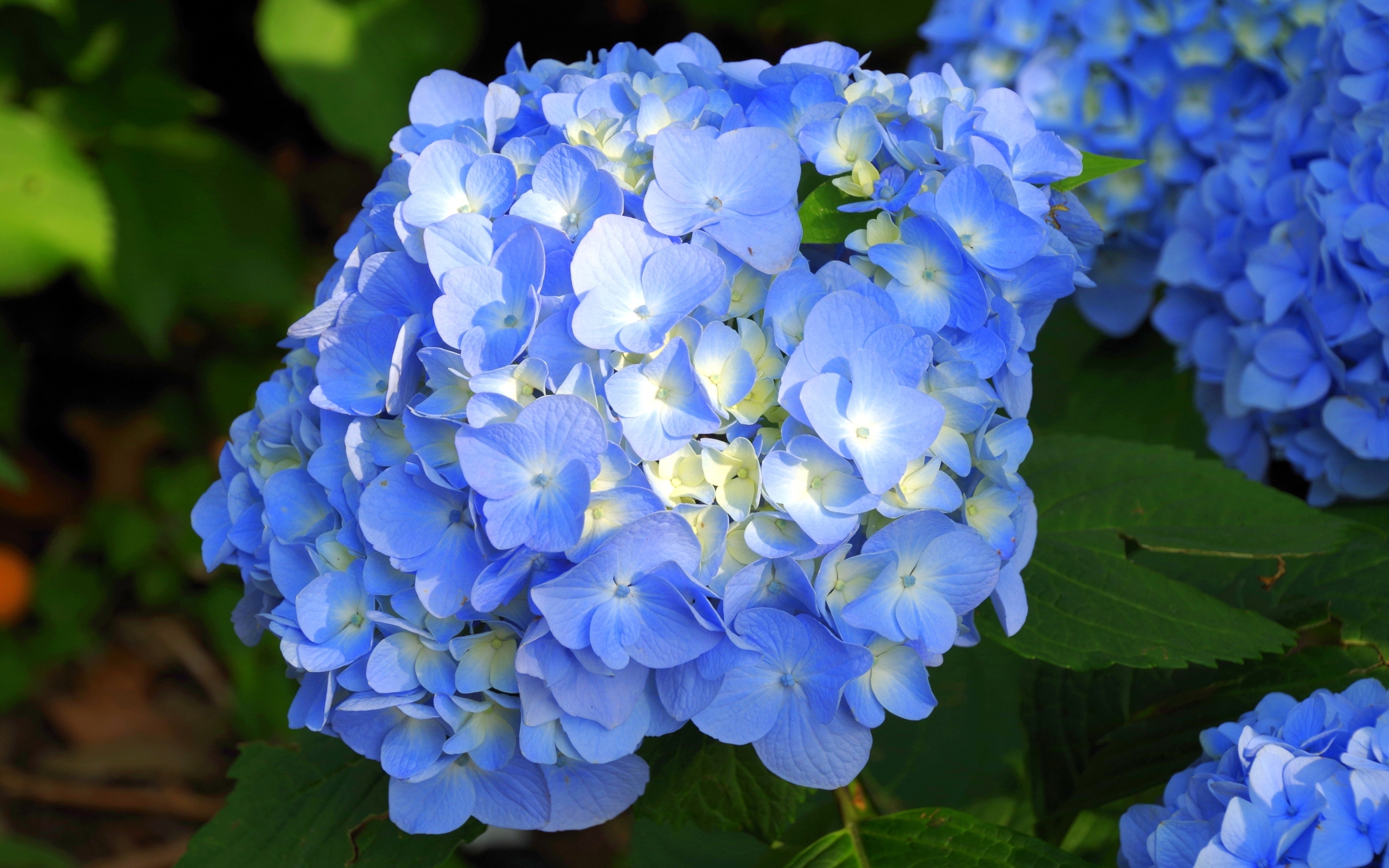 Пышные синие цветы гортензии
