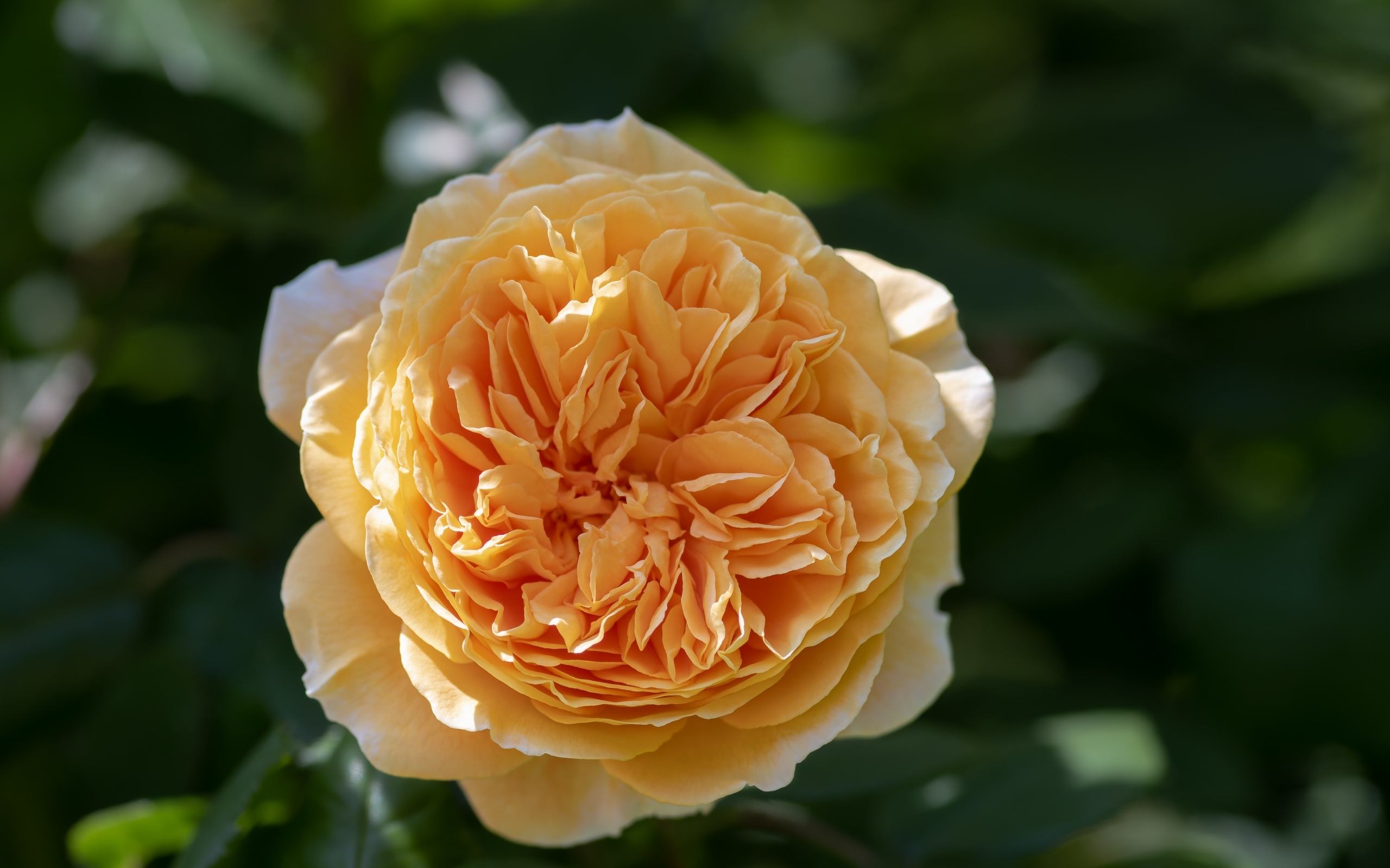 Пышная оранжевая роза в лучах солнца