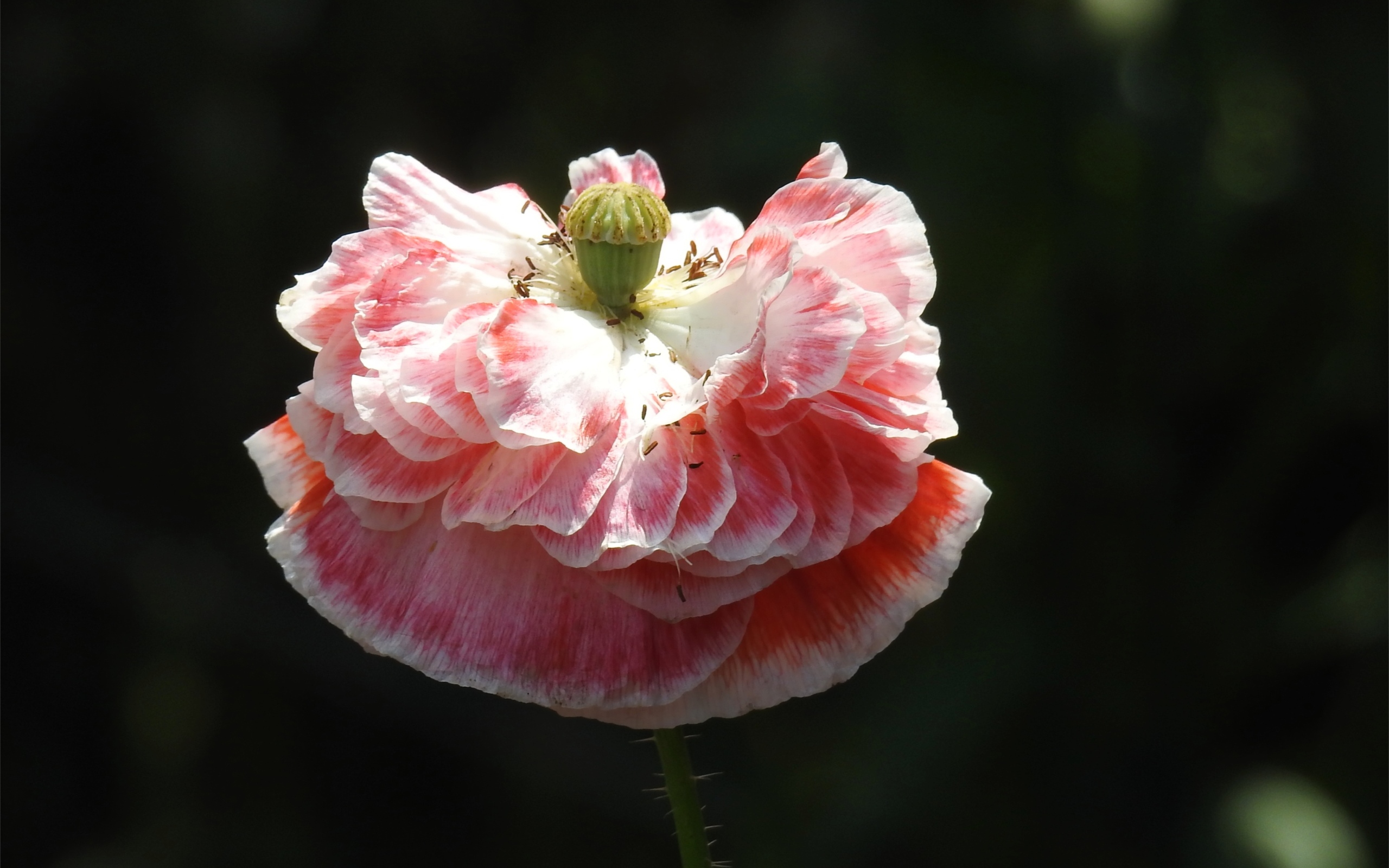 Пышный розовый цветок мака