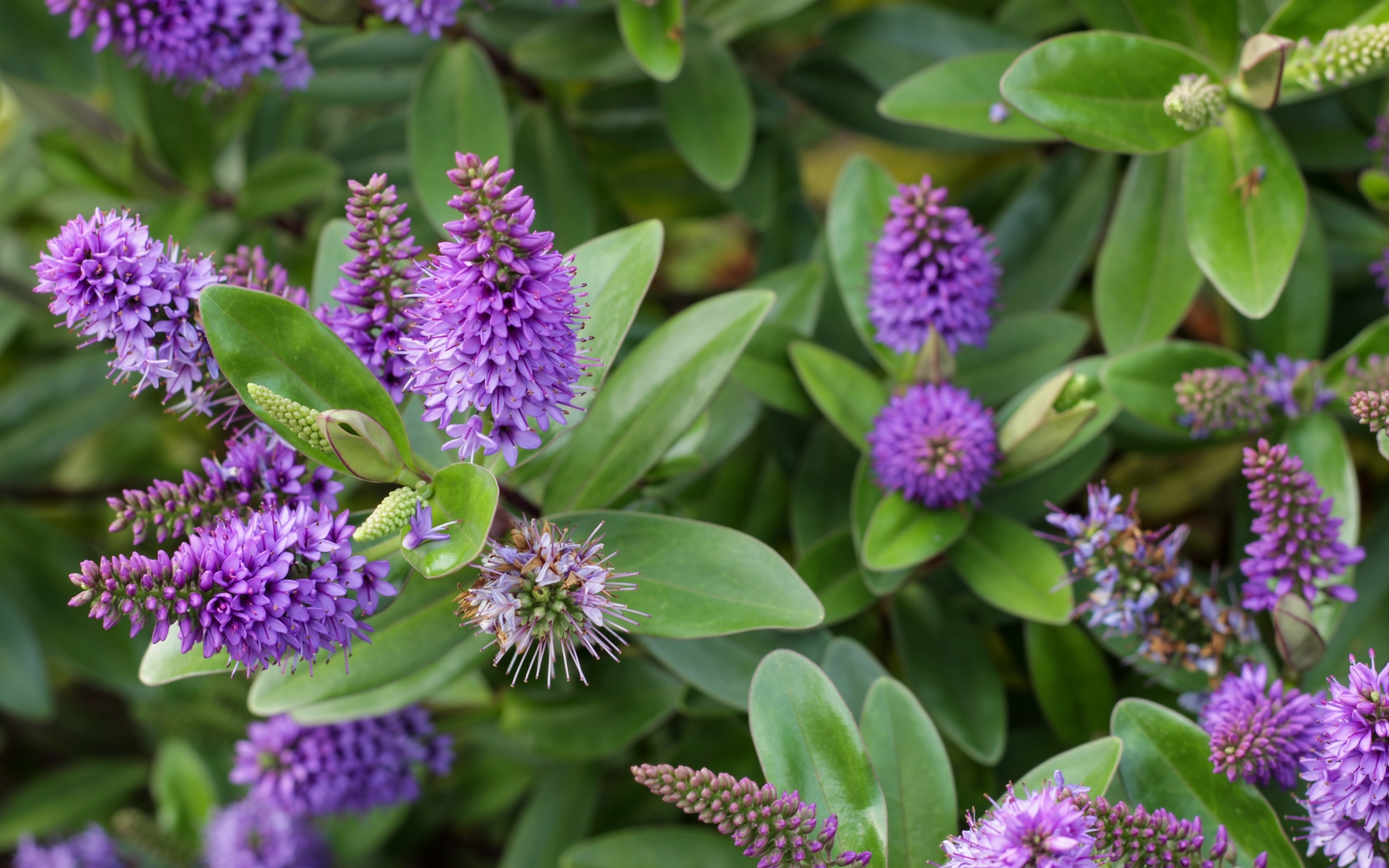 Много красивых сиреневых цветов с зелеными листьями