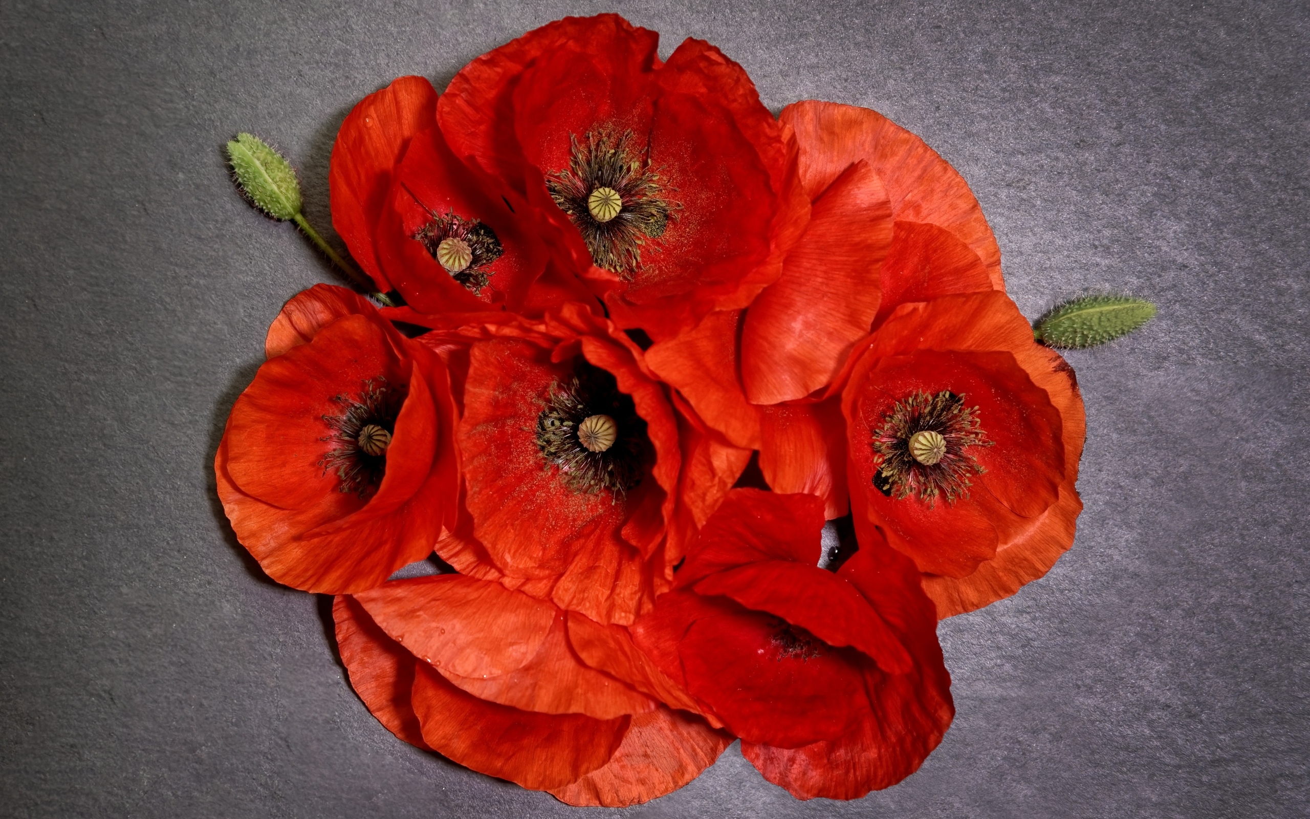 Много красных цветов мака на сером фоне