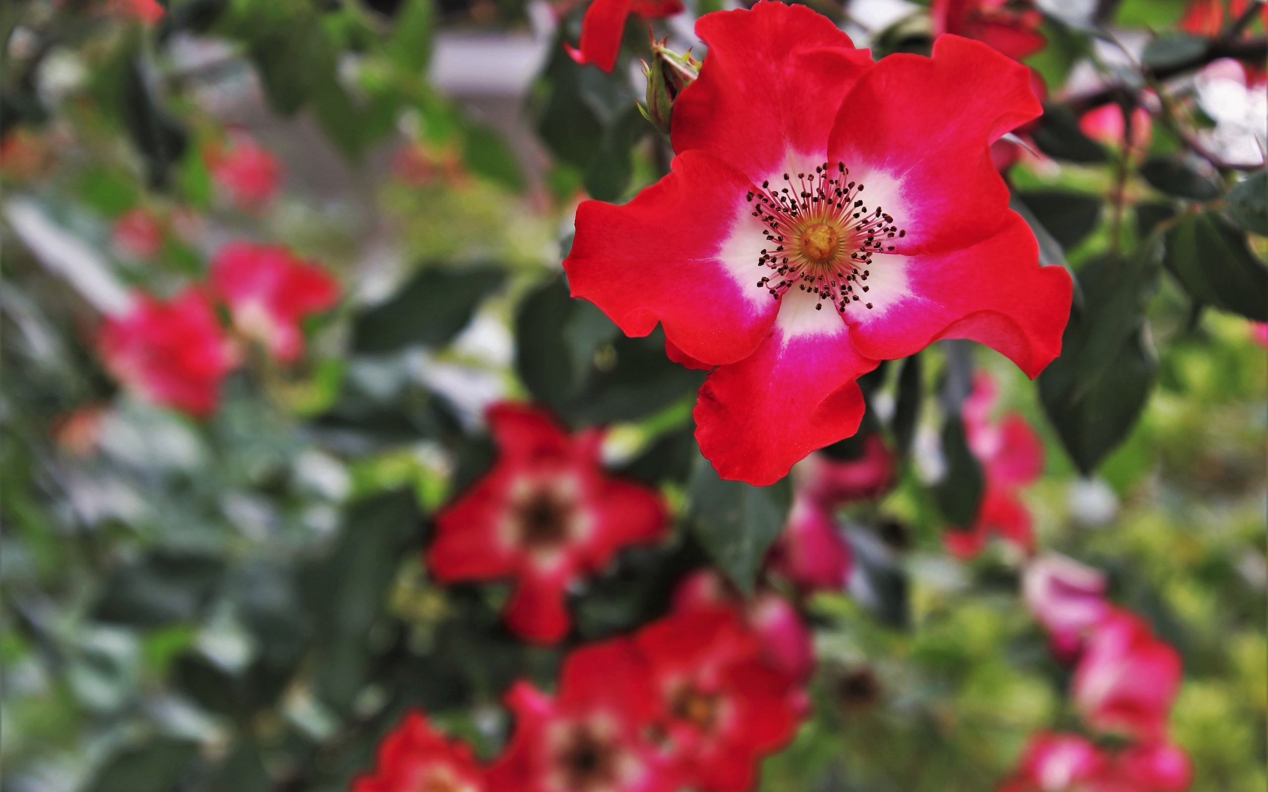 Много красных цветов розы на клумбе