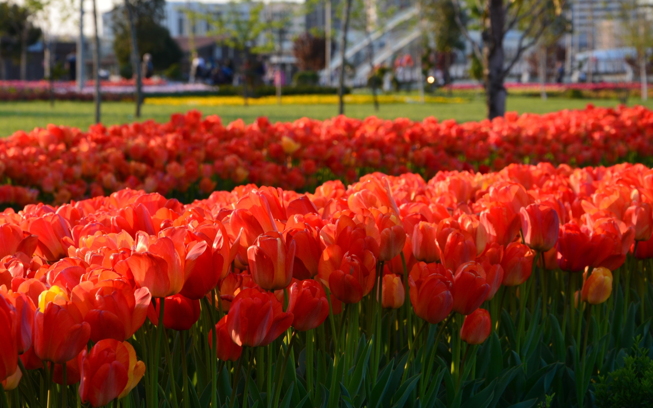 Много красных тюльпанов на клумбе