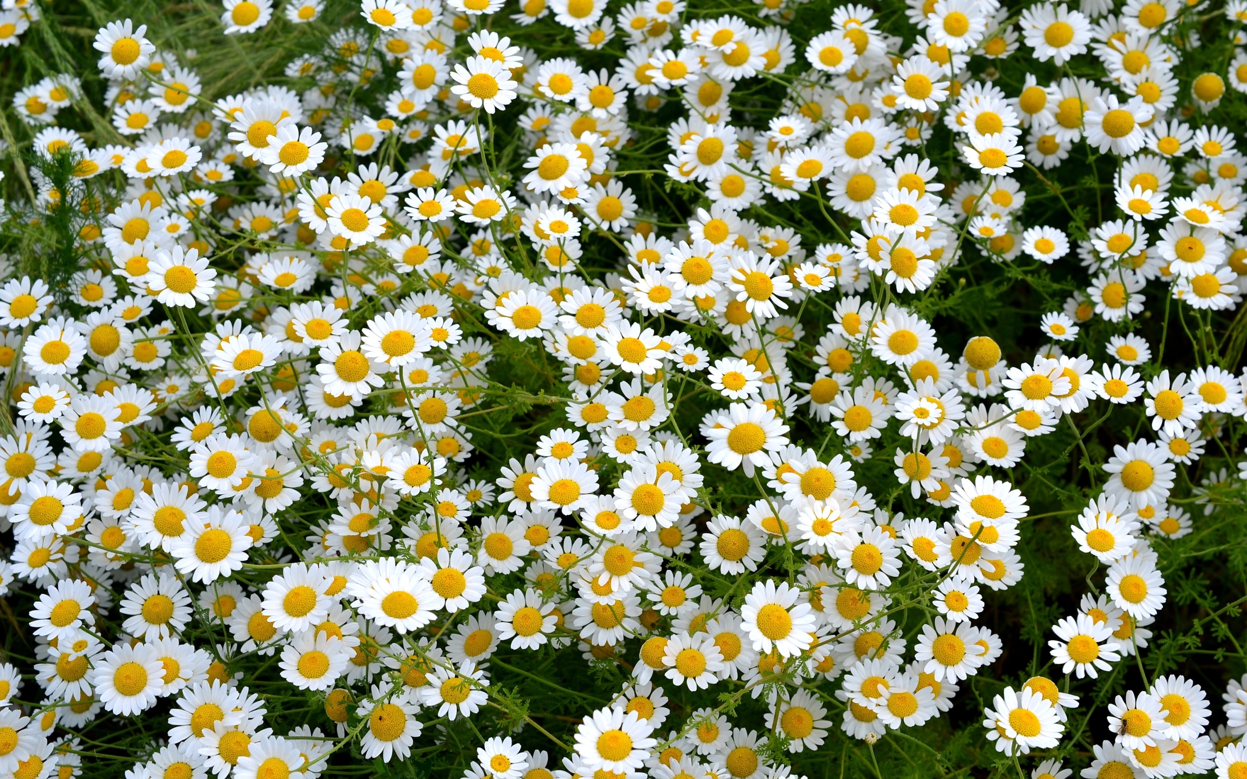 Много мелких цветов лекарственной ромашки