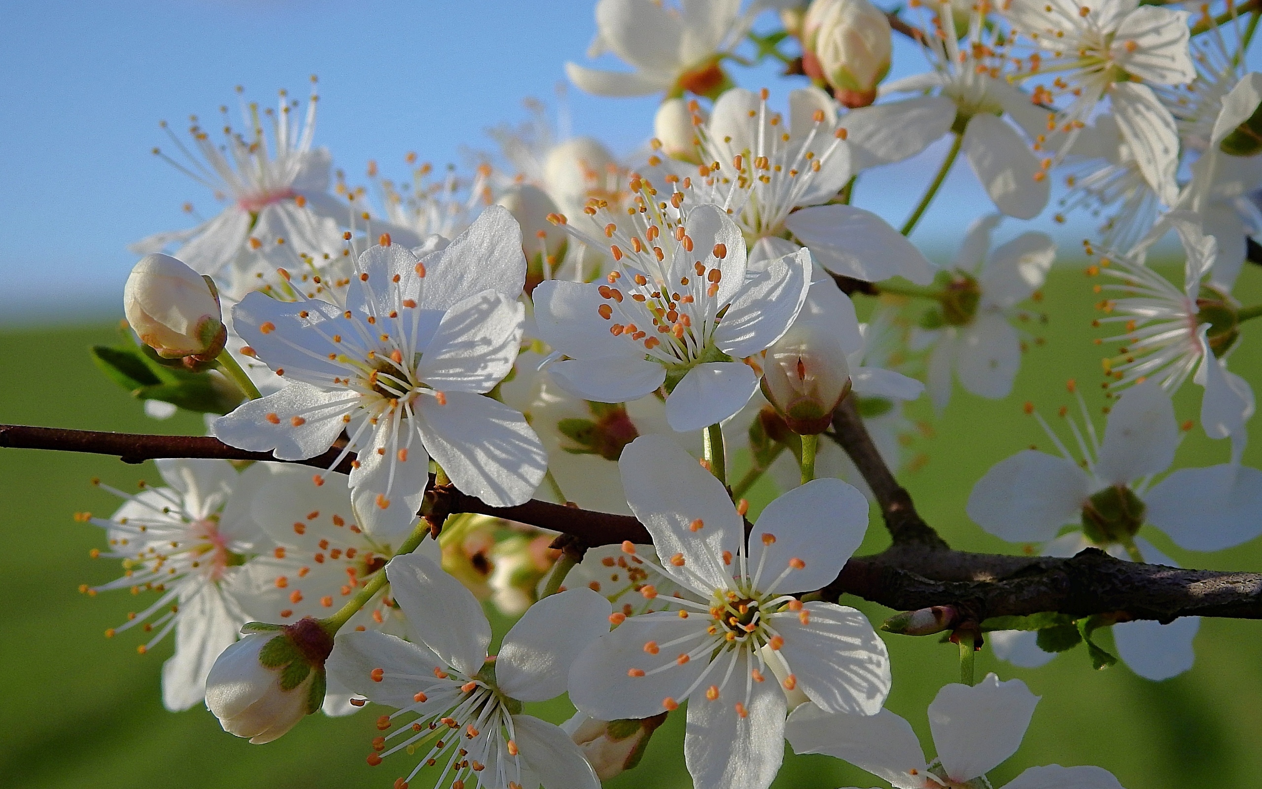 Много белых цветов на ветке вишни в лучах солнца