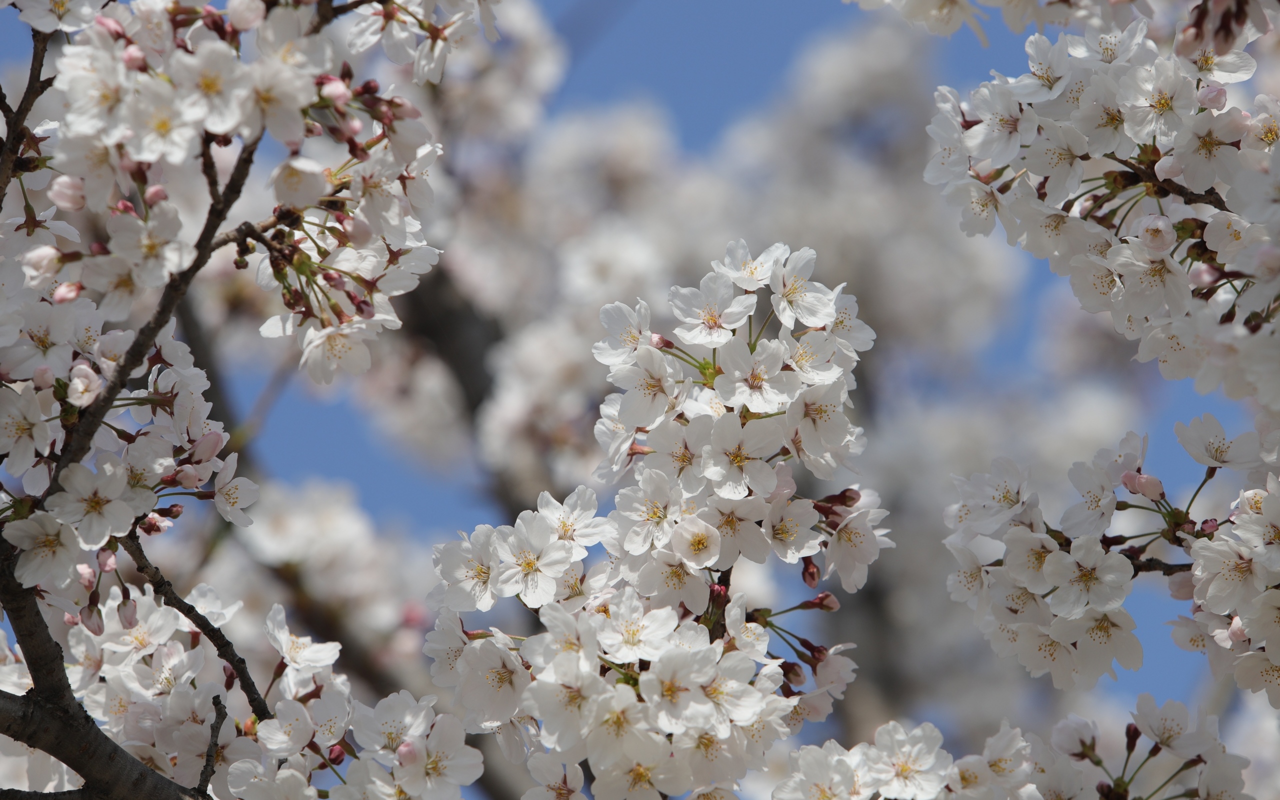 Много белых ароматных цветов на ветках вишни