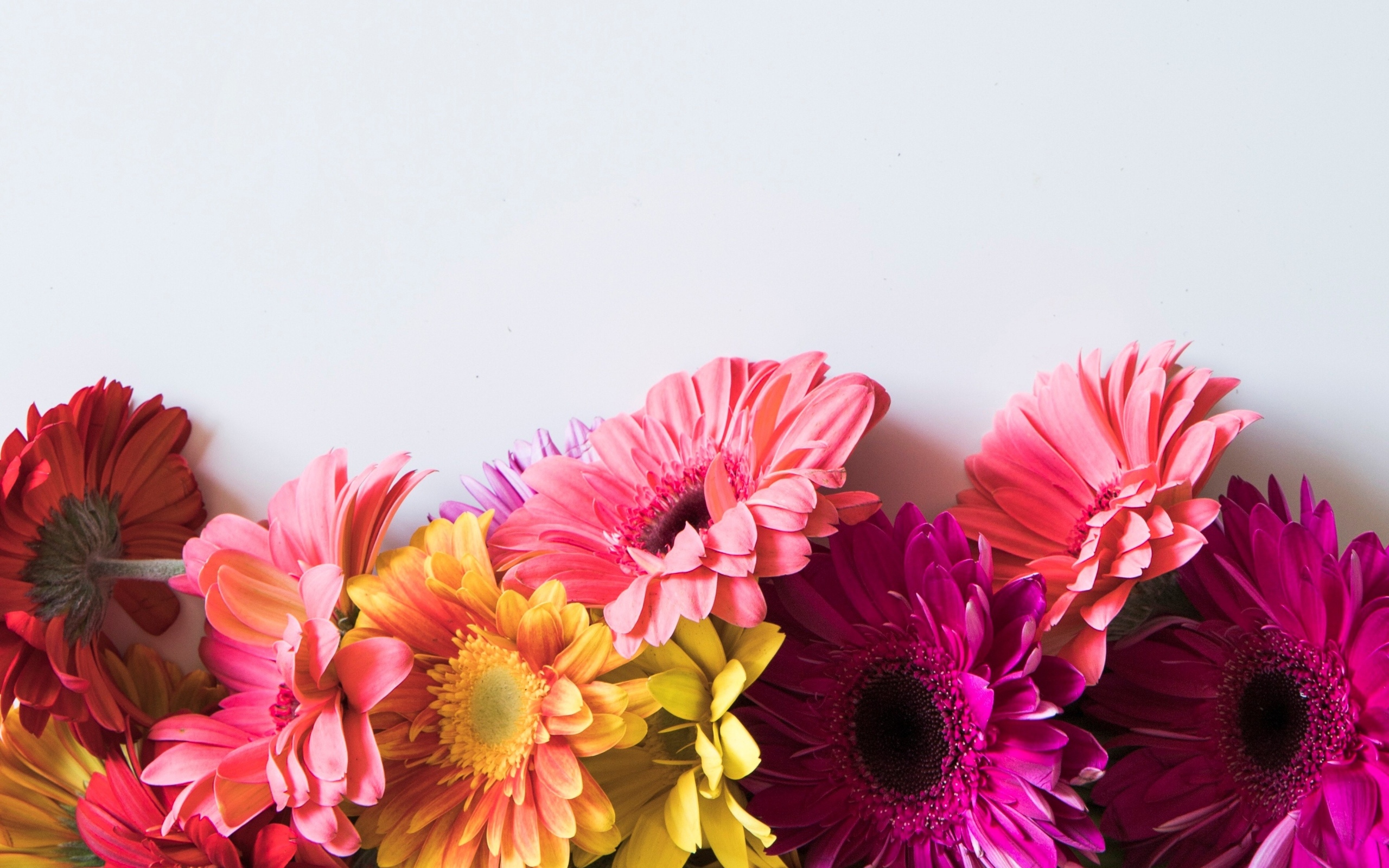 Разноцветные герберы на сером фоне