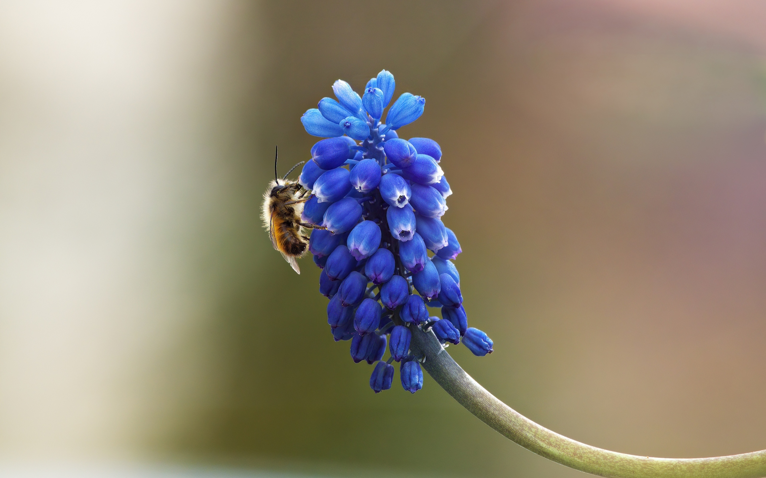 Цветок мускарик крупным планом