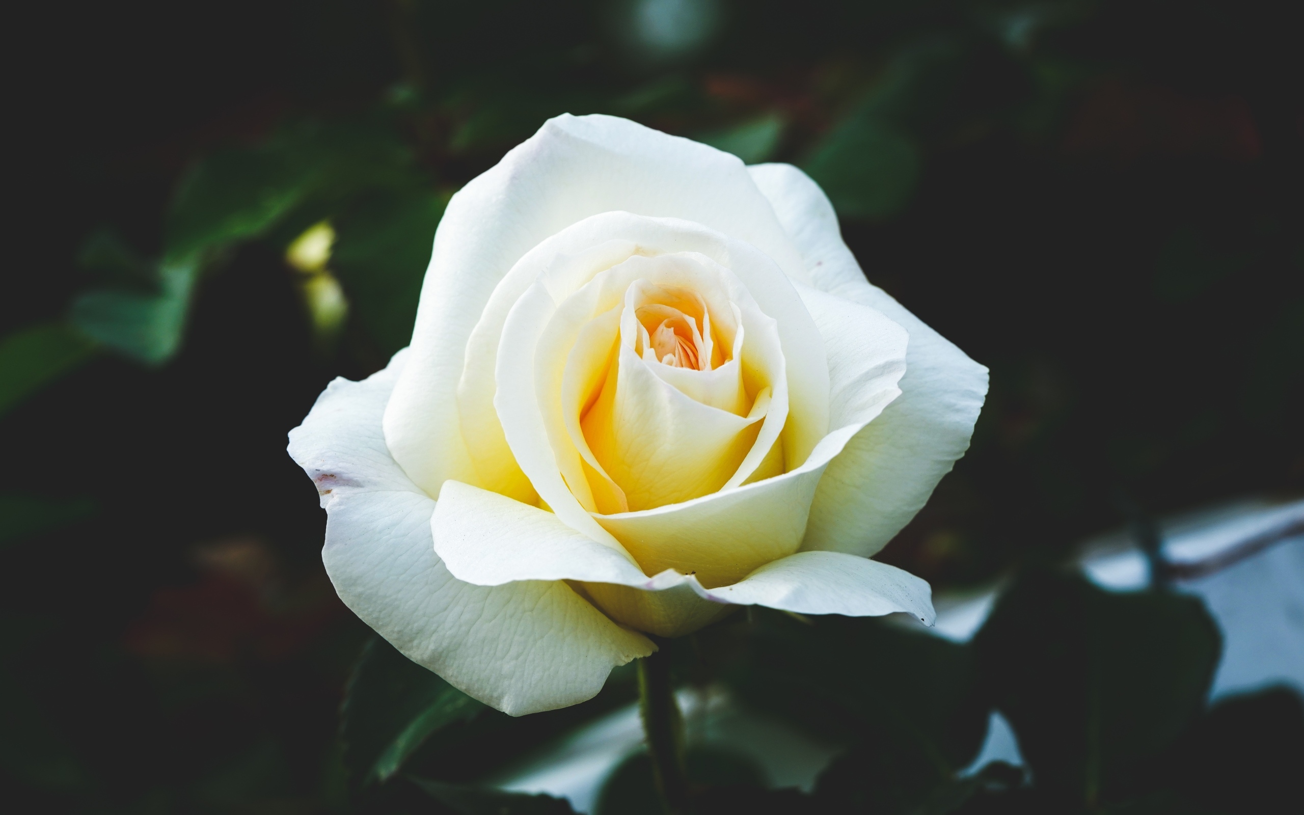 Одна белая роза на клумбе крупным планом