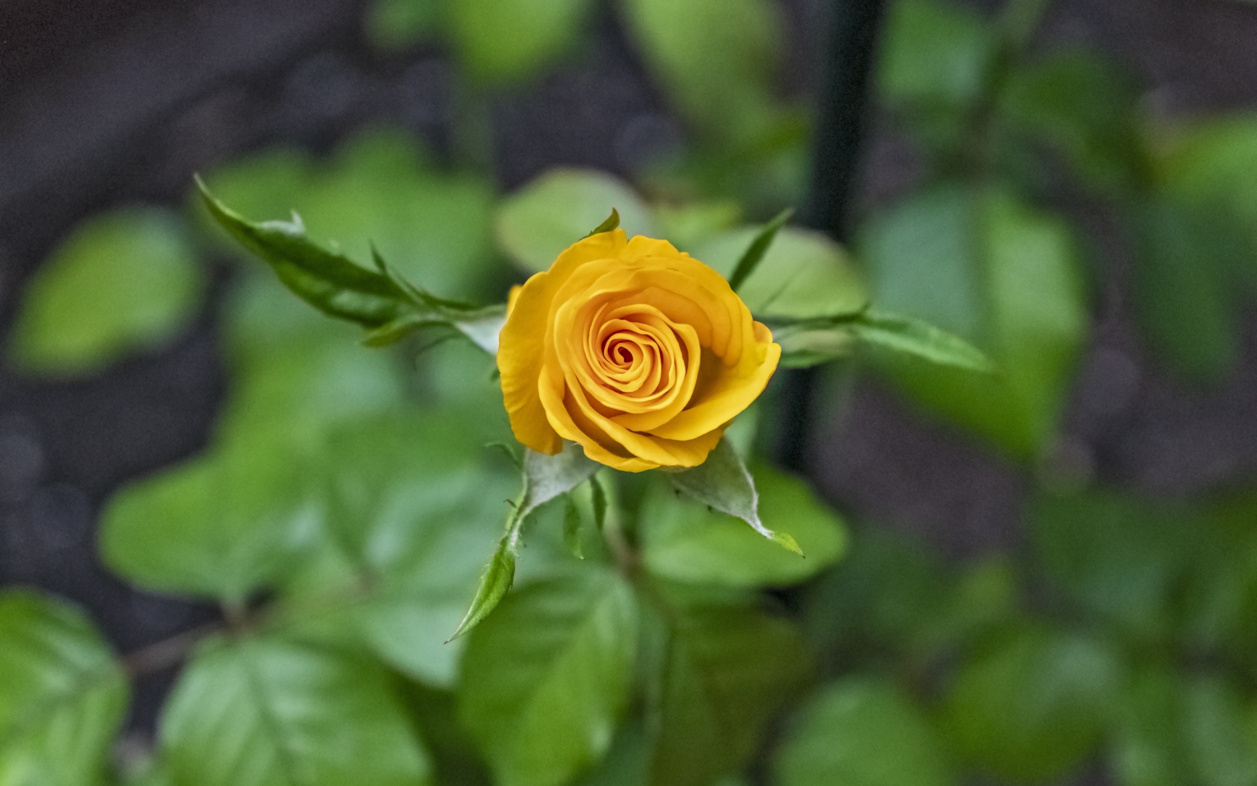 Оранжевая распускающаяся роза вид сверху