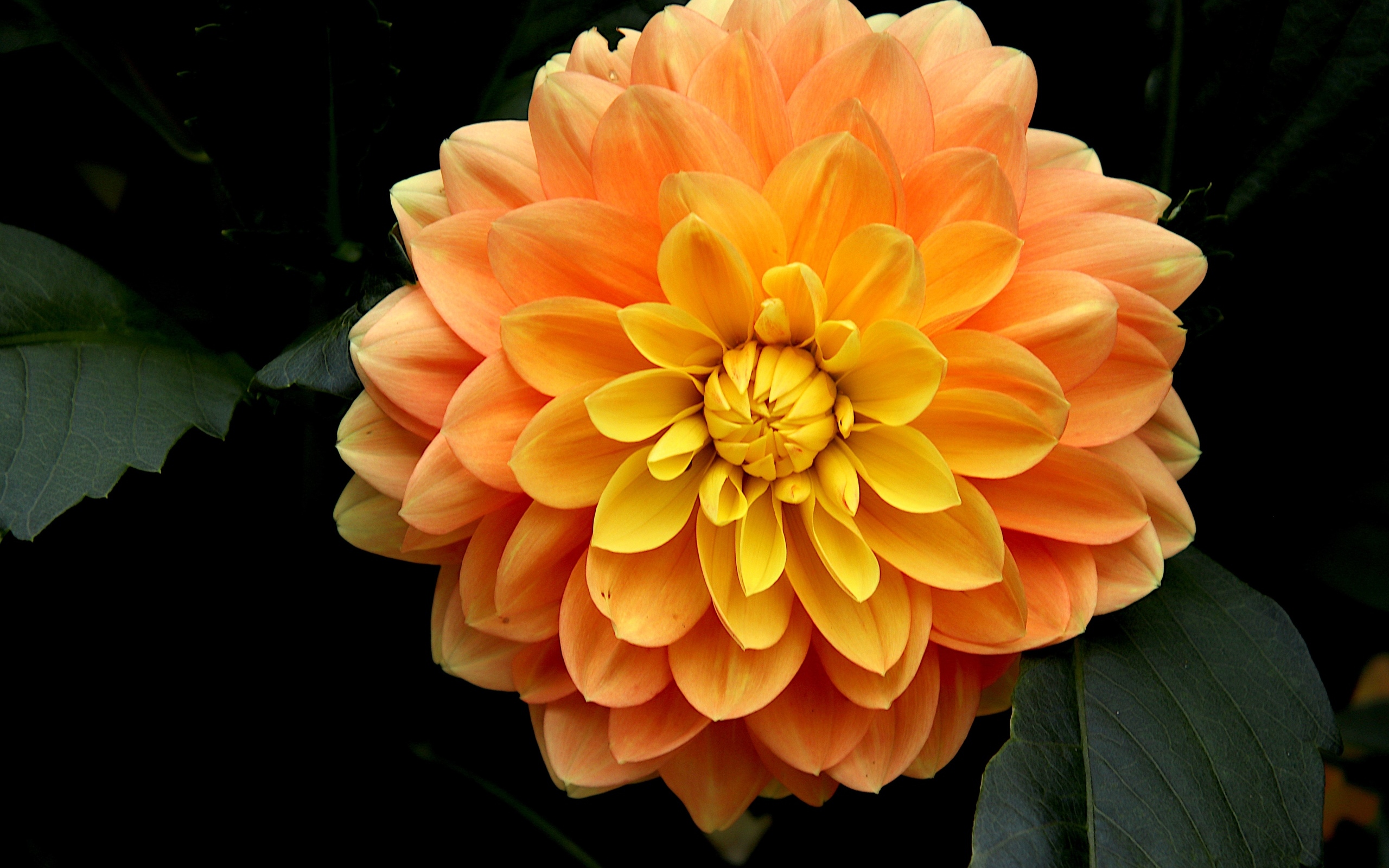 Оранжевый цветок георгина вблизи