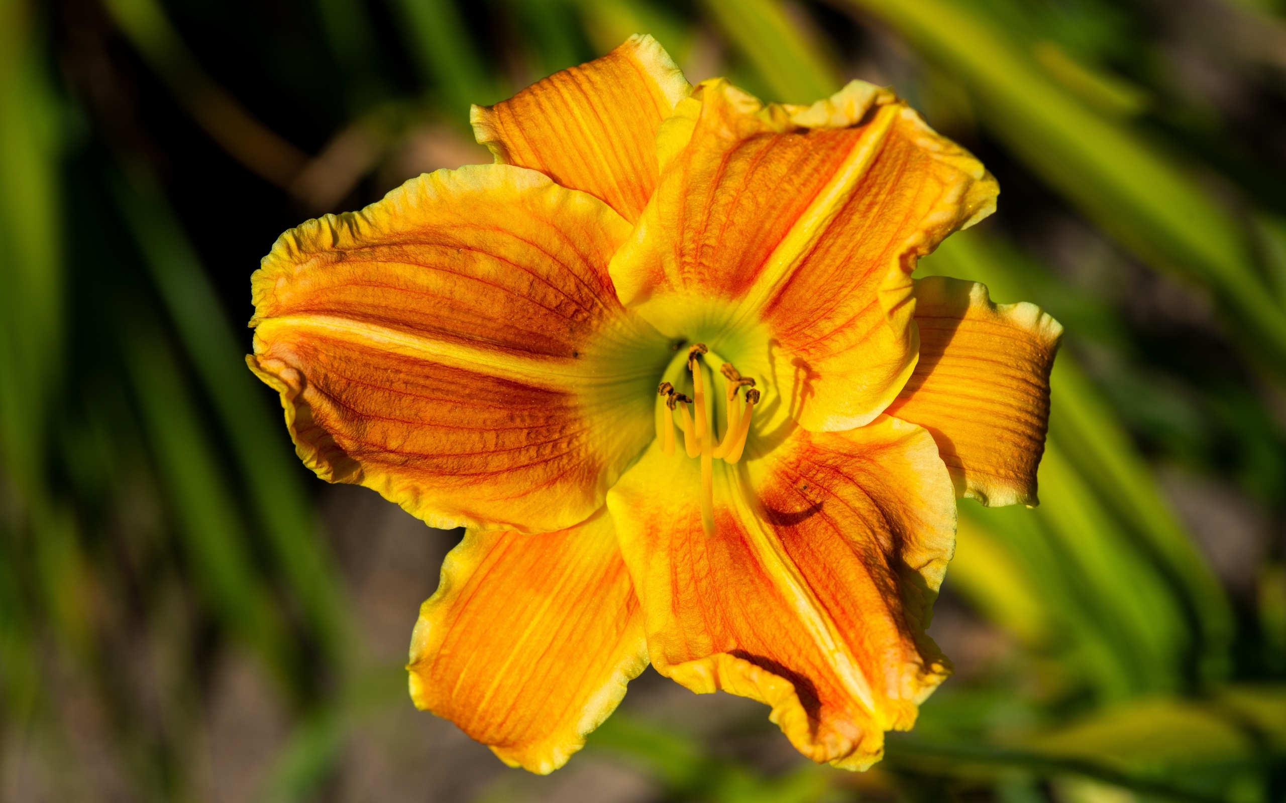 Оранжевый цветок лилейника в лучах солнца