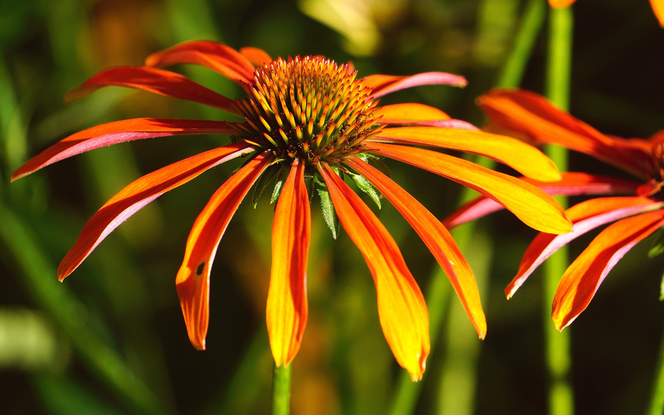 Оранжевый цветок эхинацея крупным планом