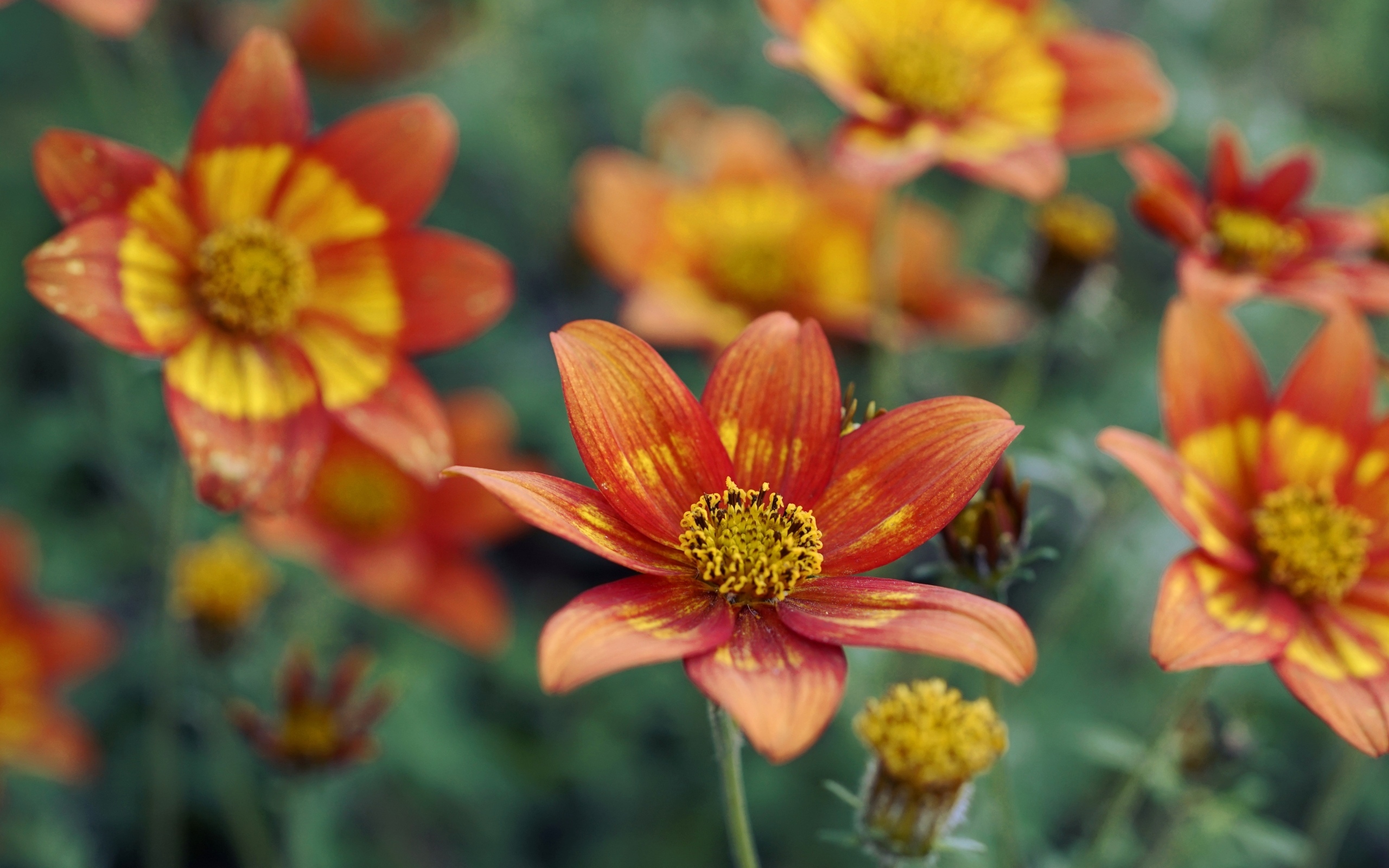 Оранжевые цветы на клумбе в саду