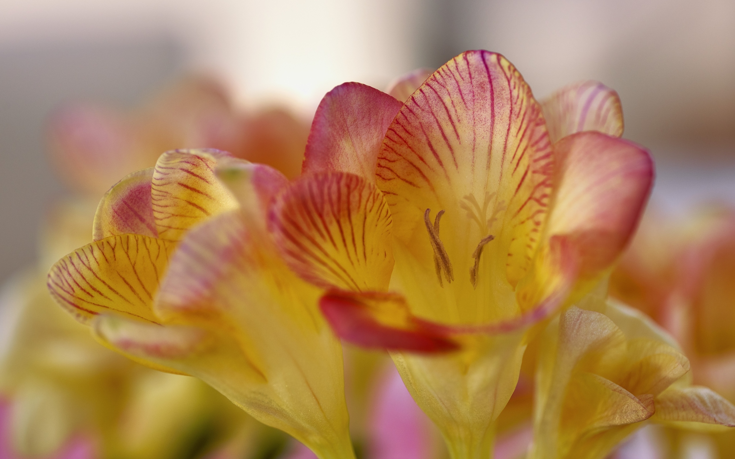 Оранжевые цветы фрезия крупным планом