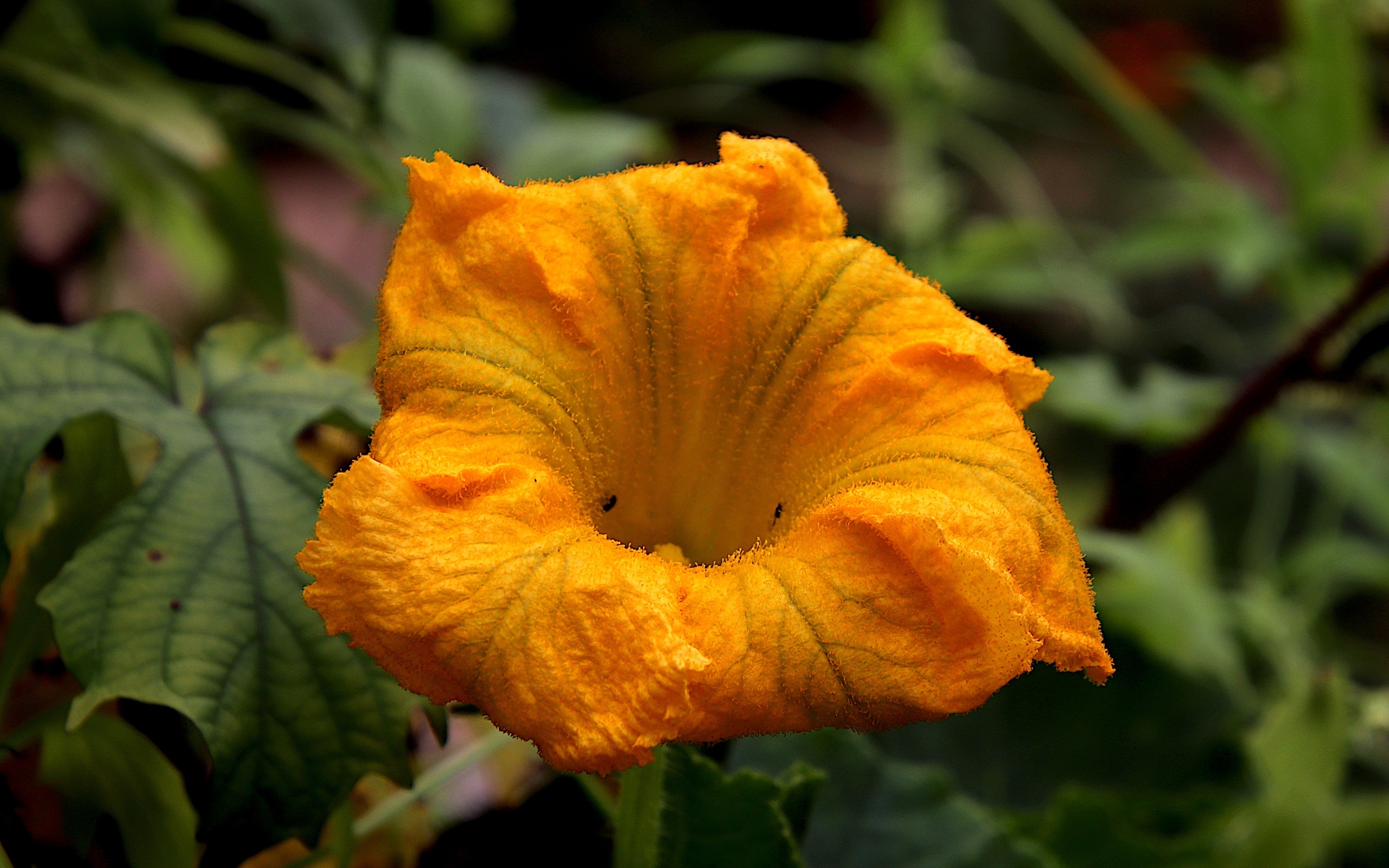 Оранжевый цветок тыквы на грядке