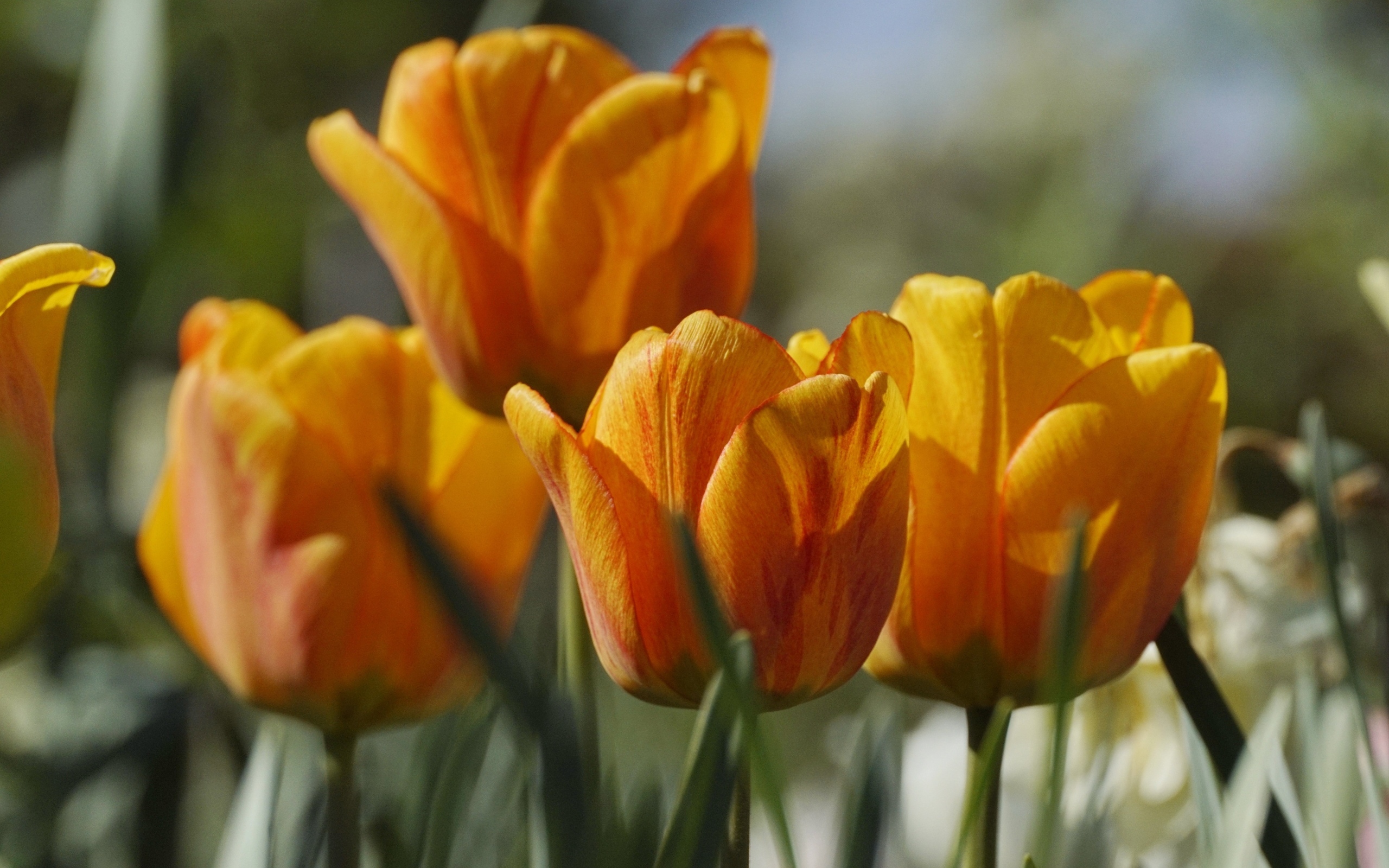 Оранжевые тюльпаны в лучах теплого солнца