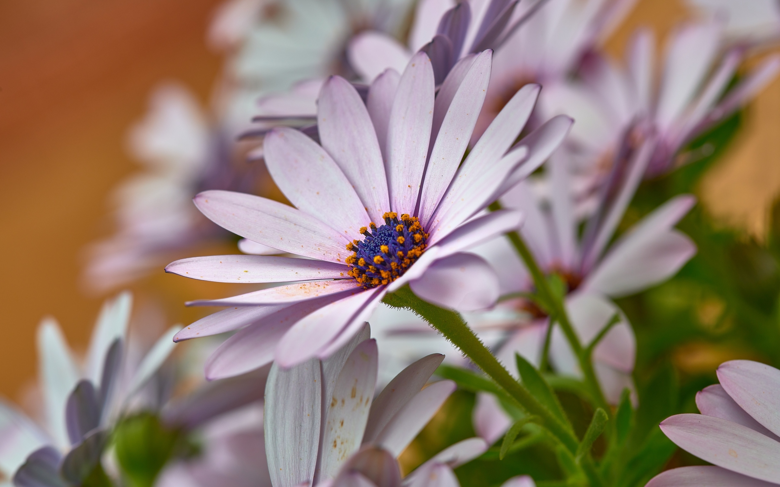 Цветы остеоспермум крупным планом