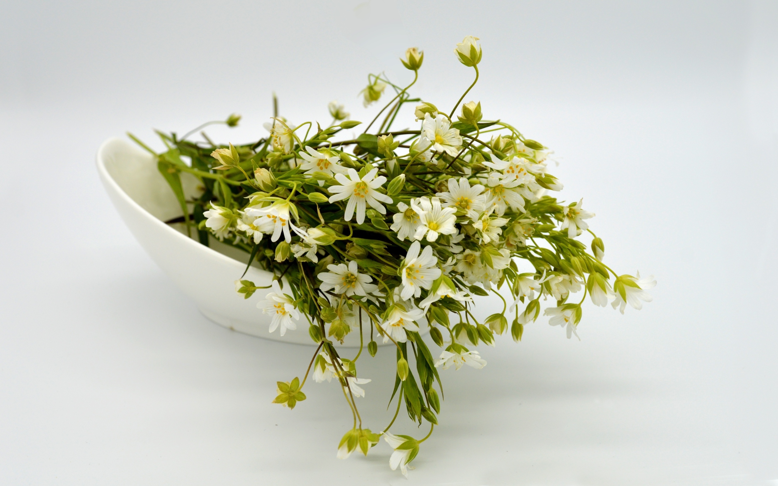 Сорванные белые цветы на сером фоне