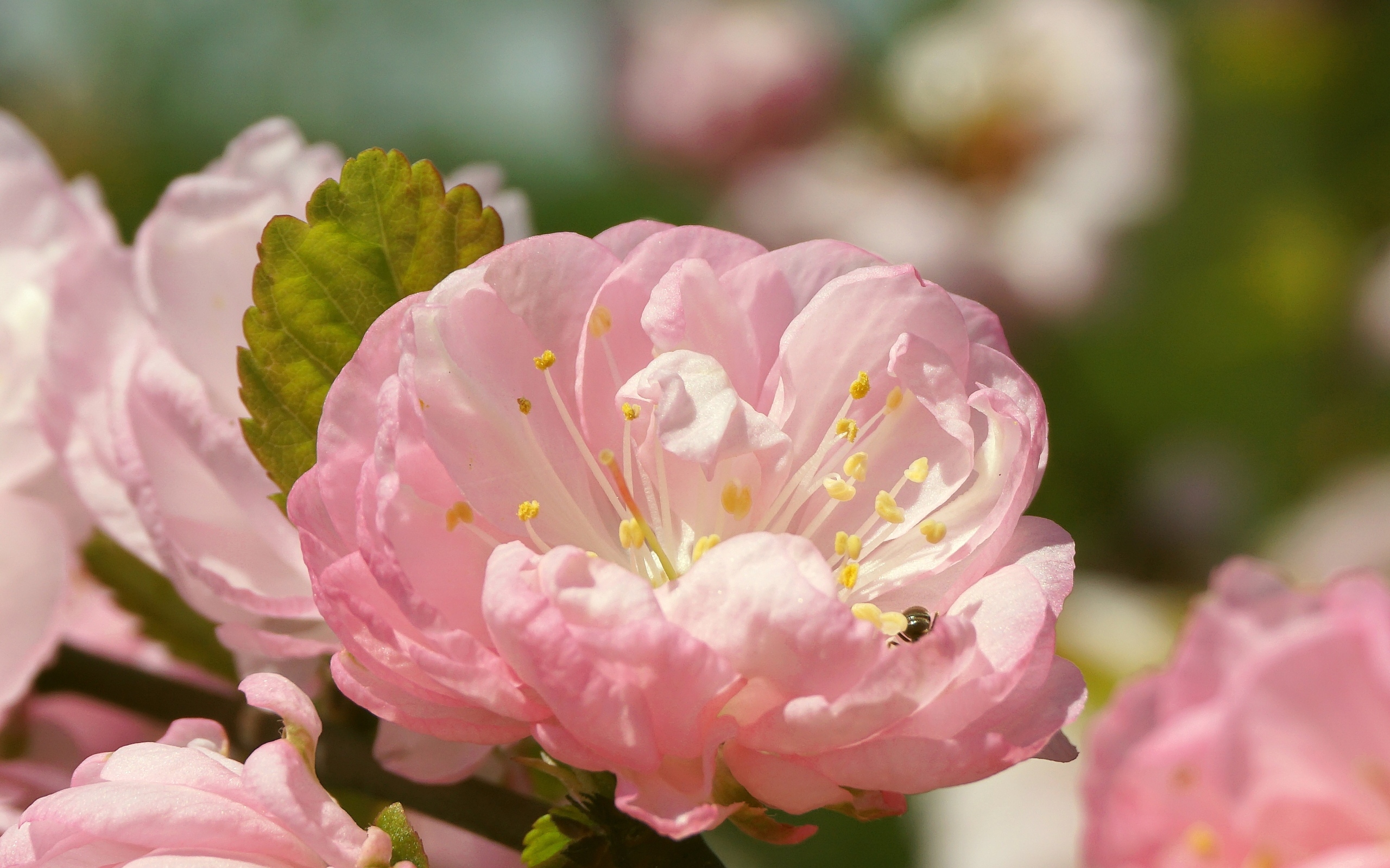 Розовые цветы луизеания в лучах солнца