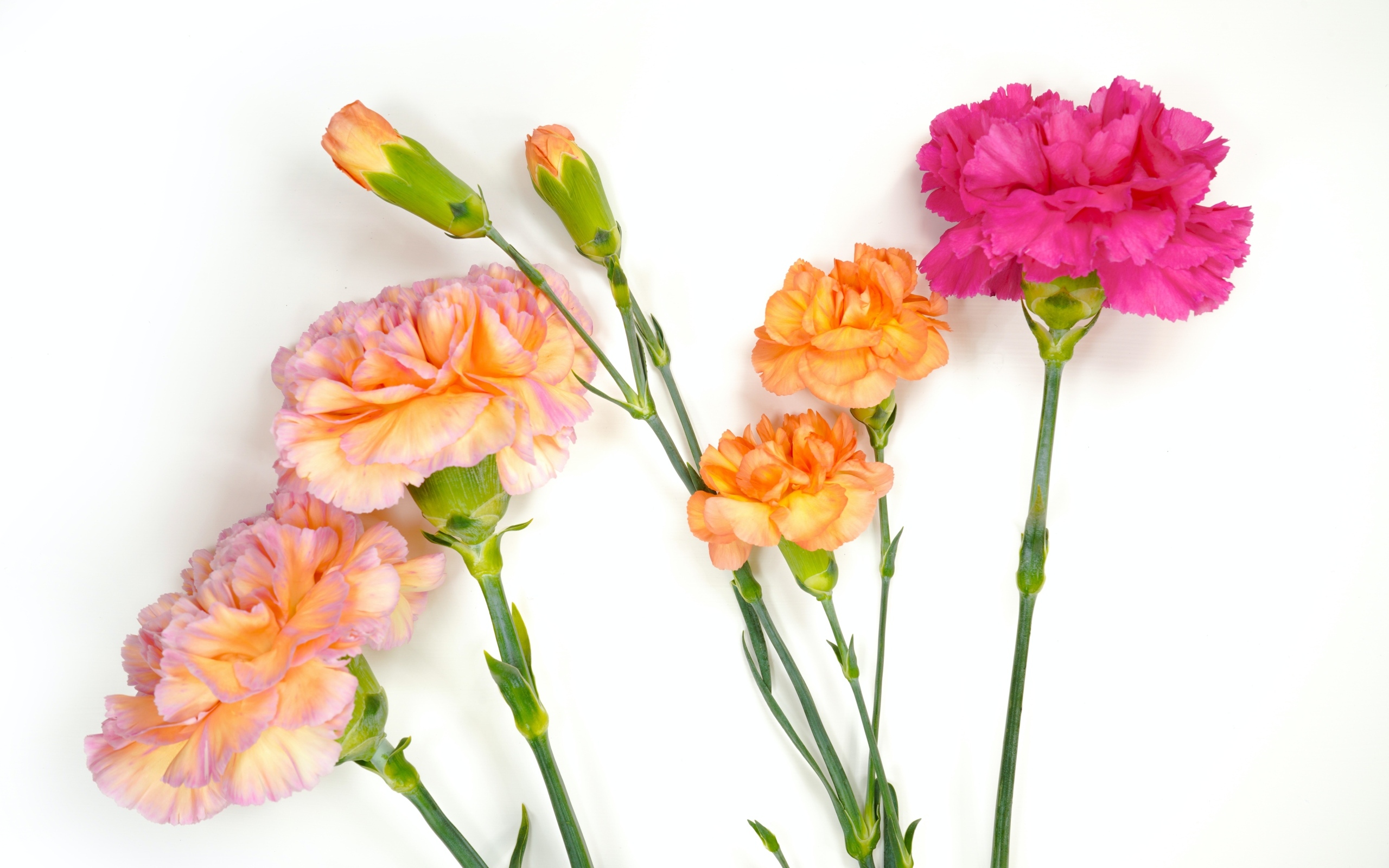 Розовые и оранжевые гвоздики на белом фоне