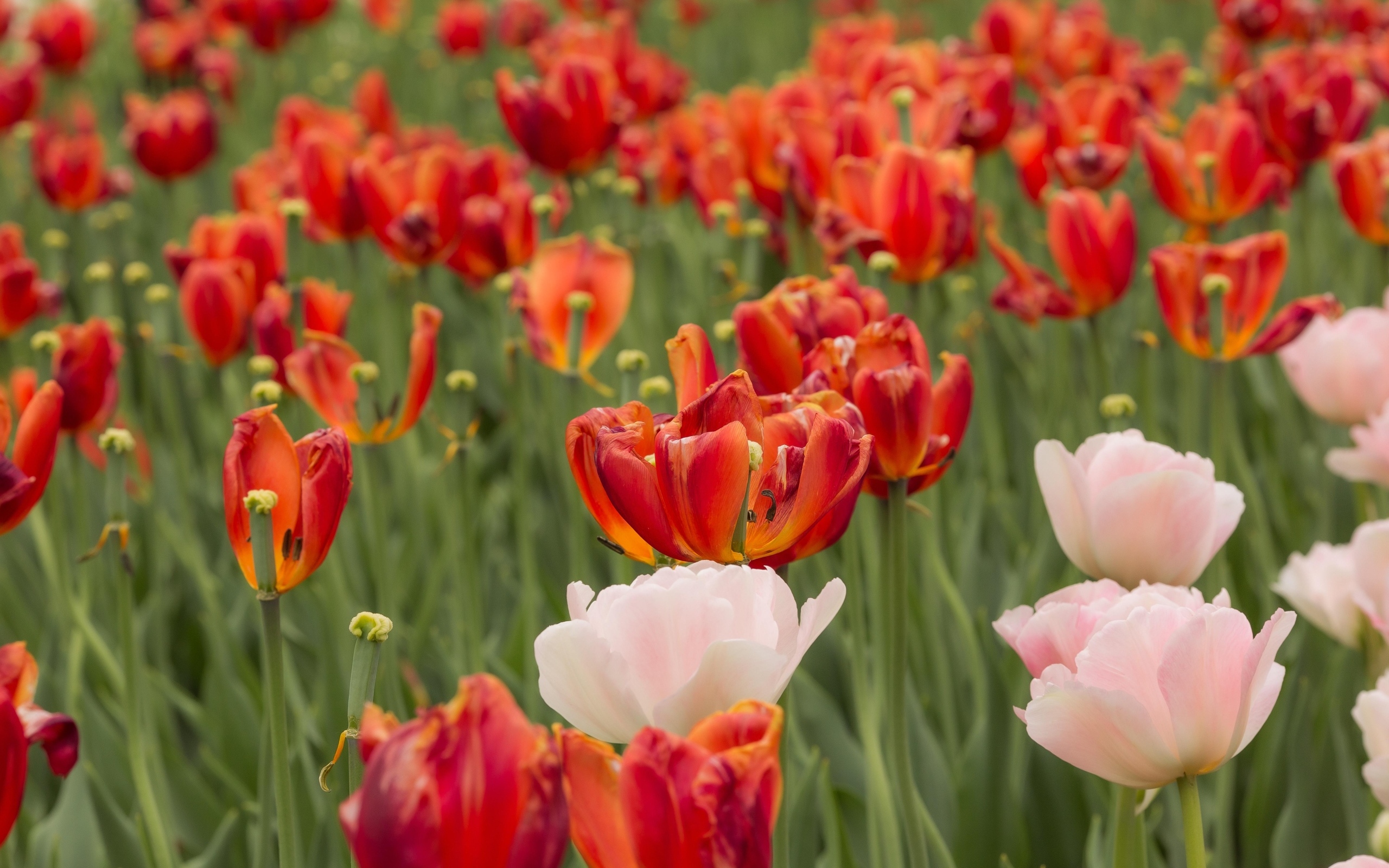 Розовые и красные тюльпаны на клумбе