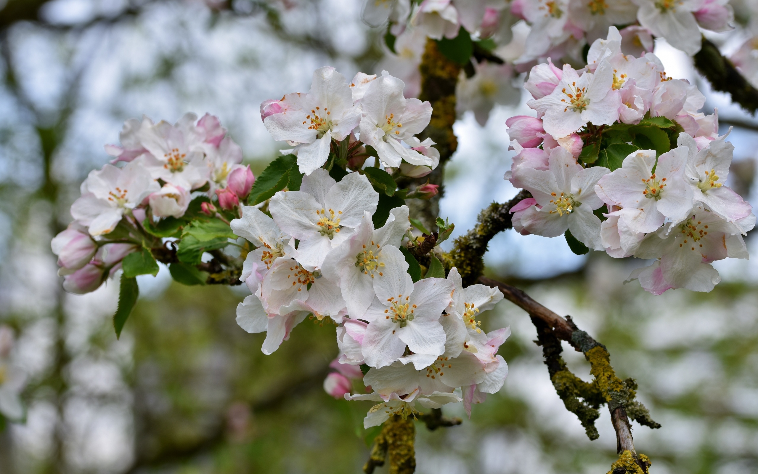 Розовые цветы яблони на ветке крупным планом