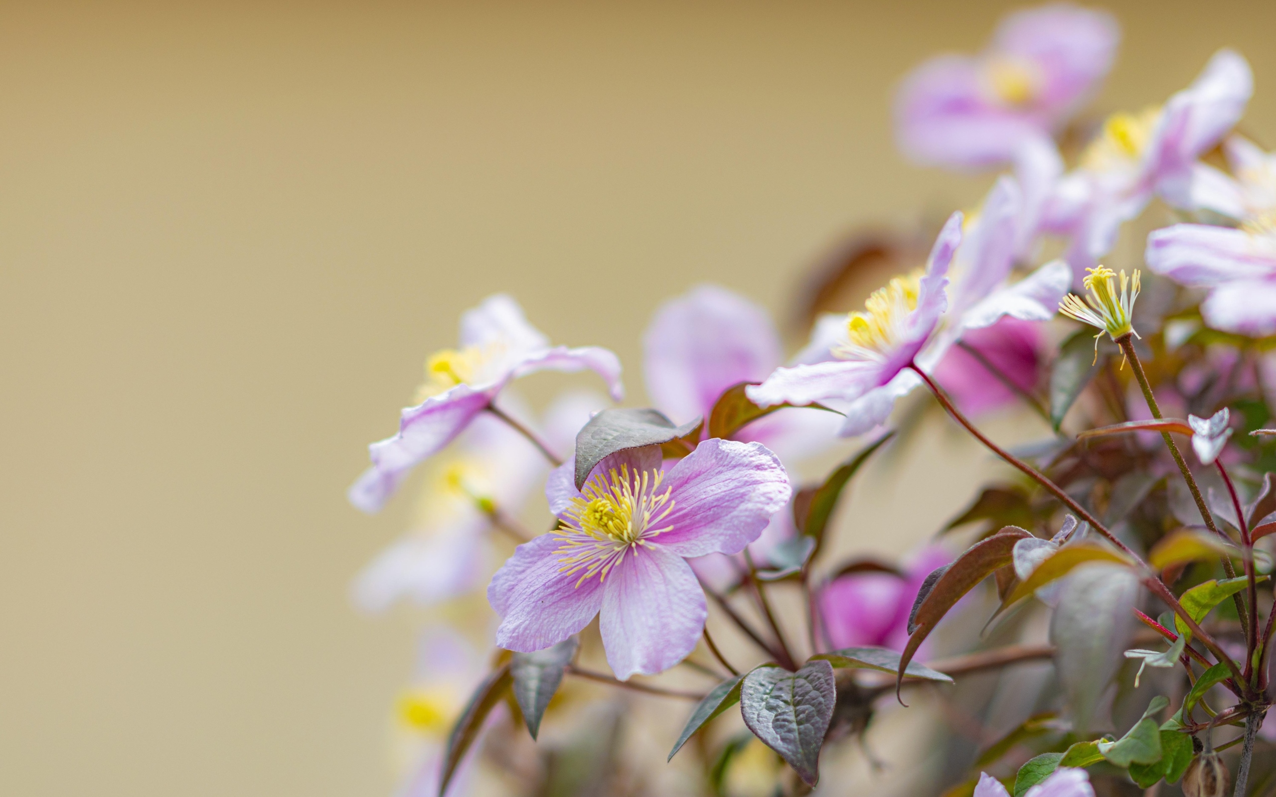 Розовые цветы клематиса на ветке