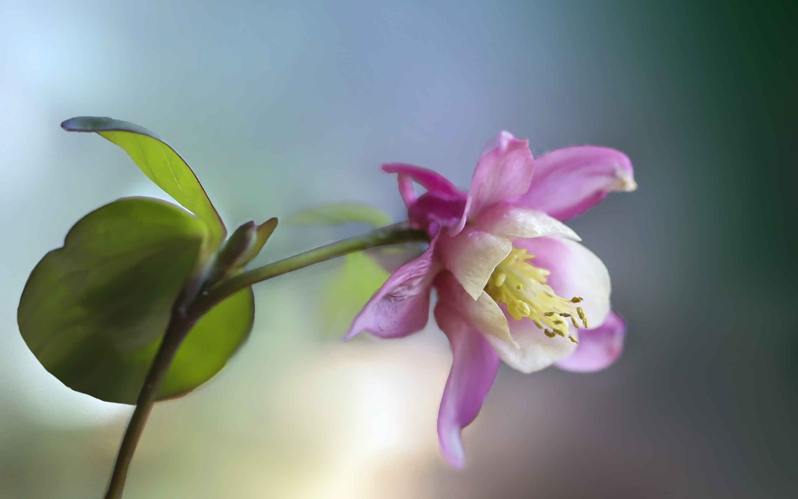 Розовый цветок водосбор крупным планом